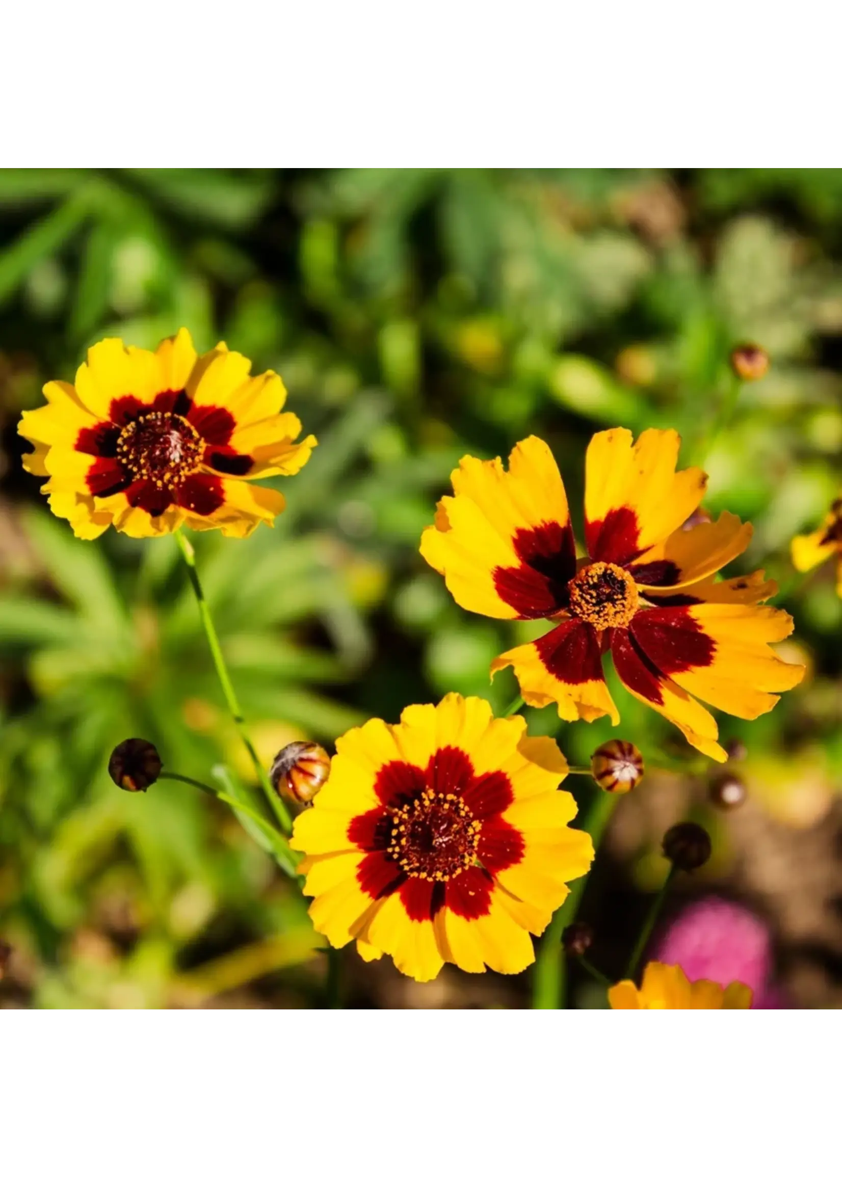 Botanical Interests Coreopsis Plains Coreopsis