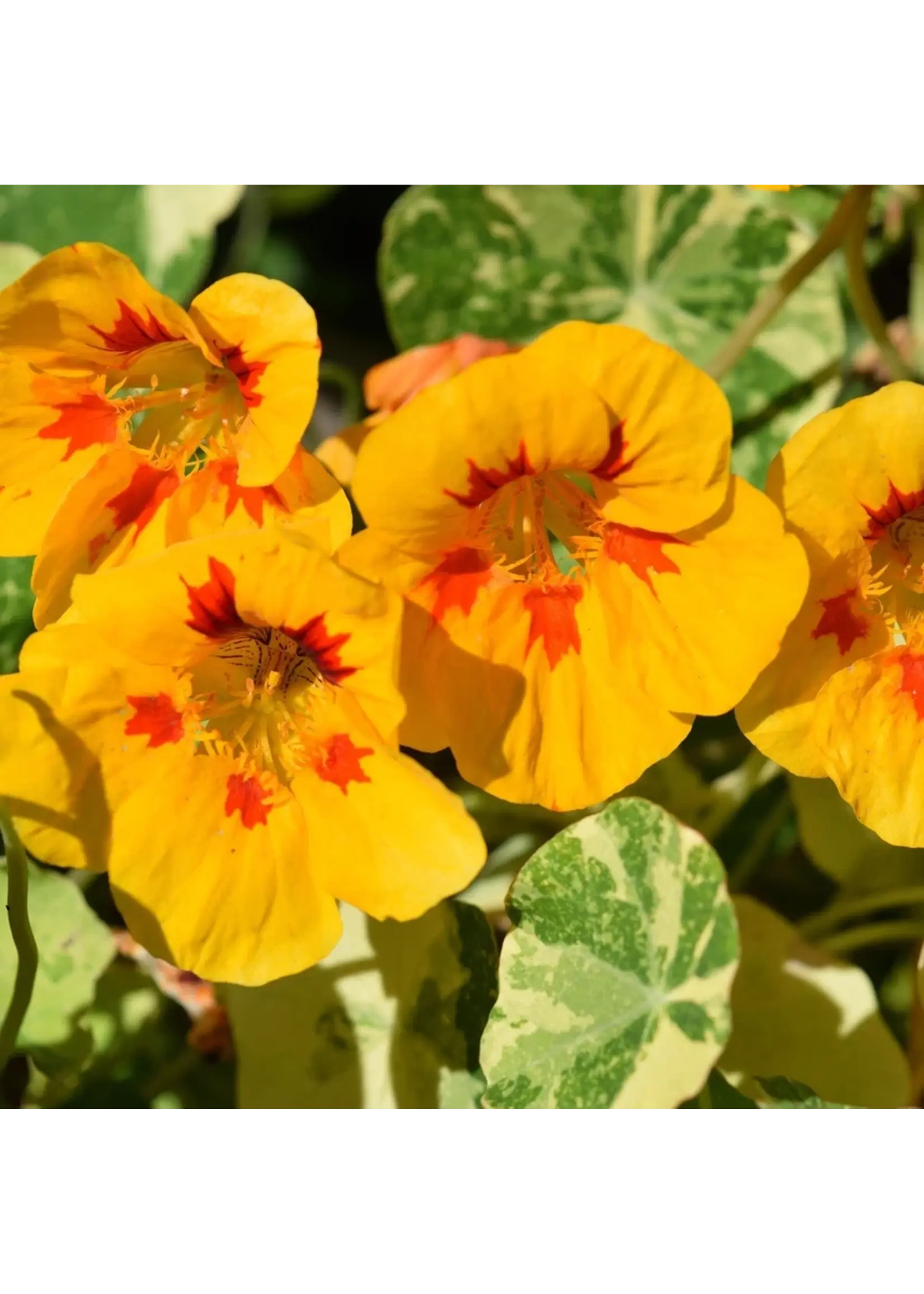 Botanical Interests Nasturtium Peach Melba