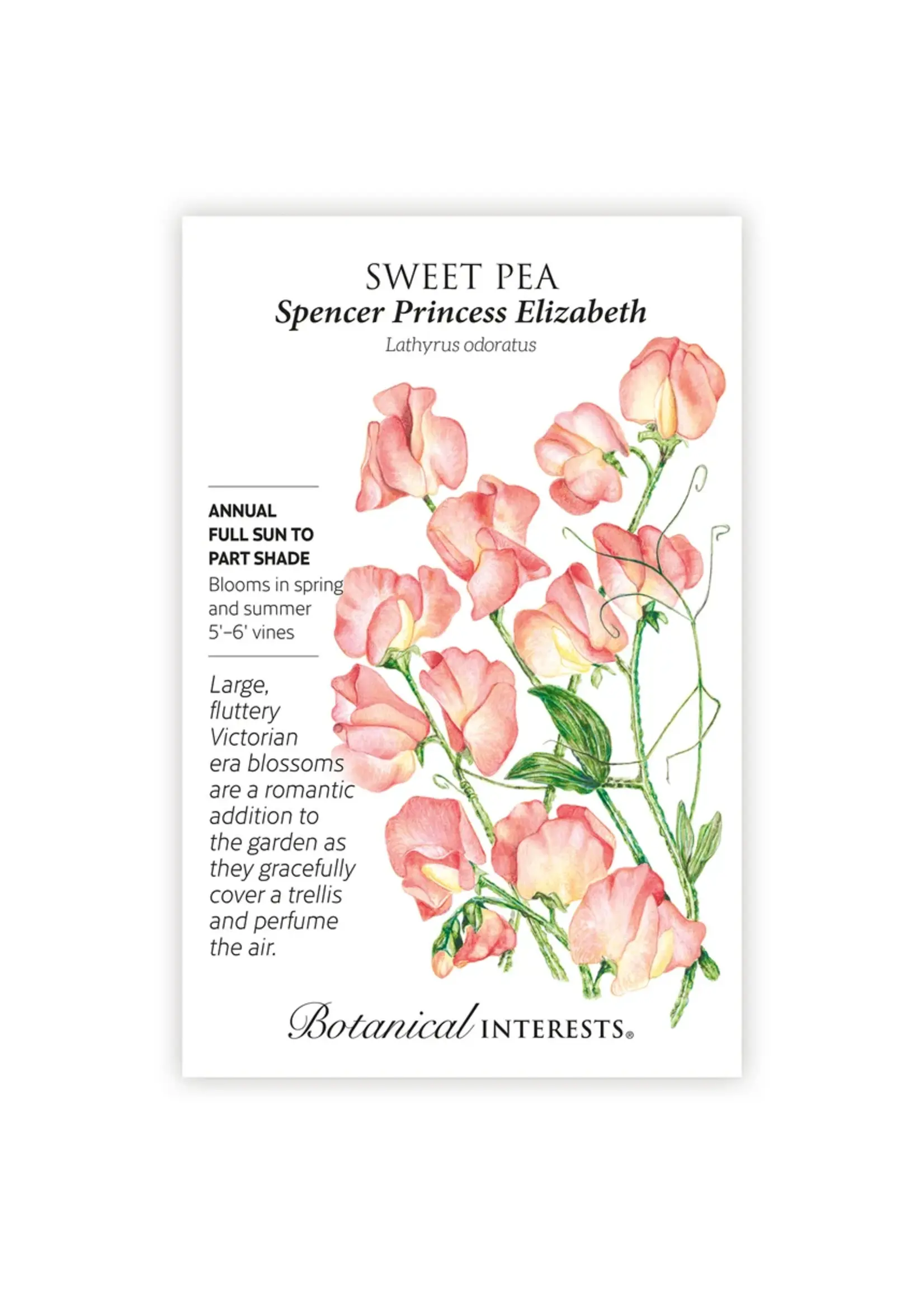 Botanical Interests Sweet Pea Spencer Princess Elizabeth
