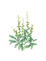 Botanical Interests Salvia Clary Sage White Swan