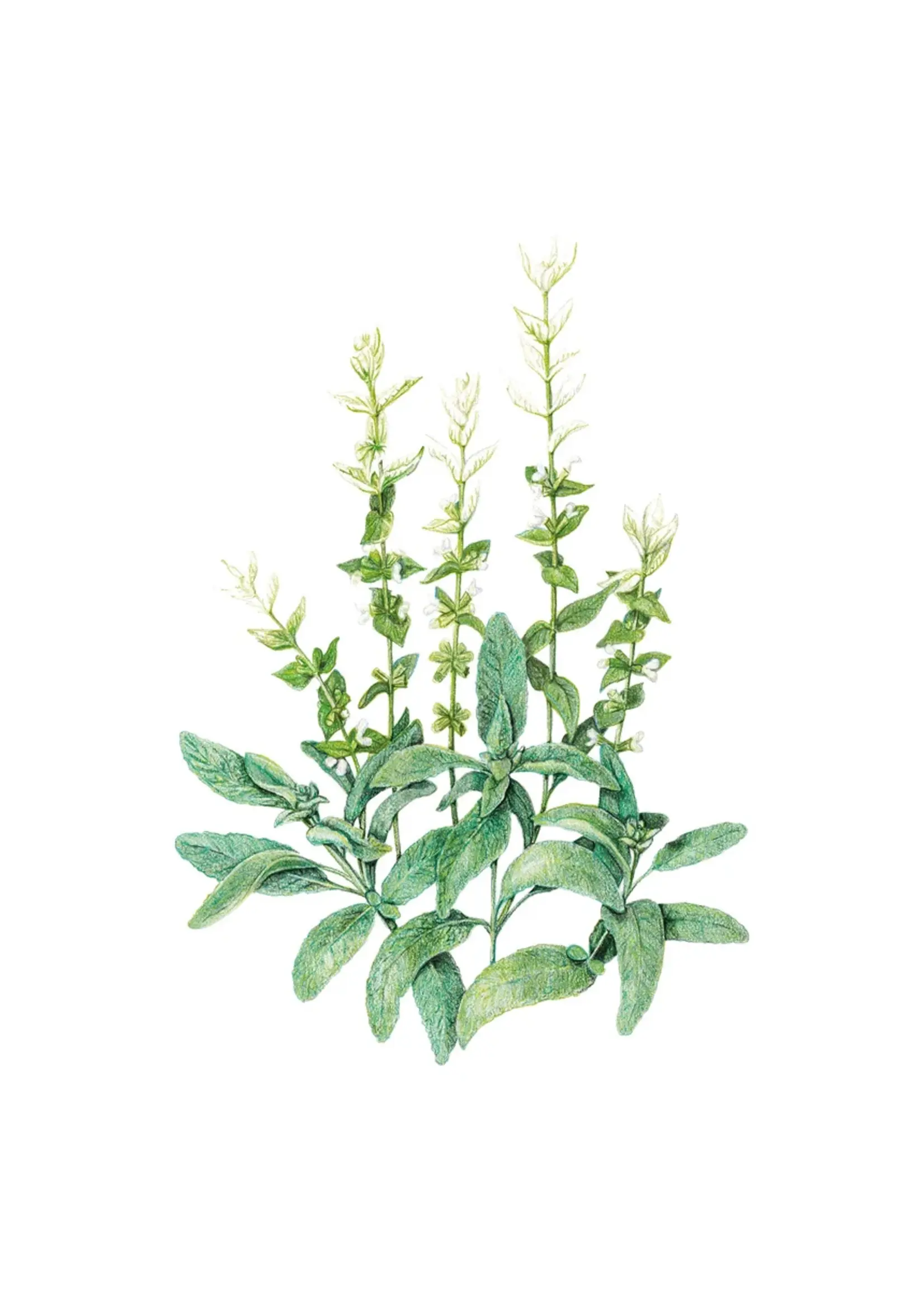 Botanical Interests Salvia Clary Sage White Swan