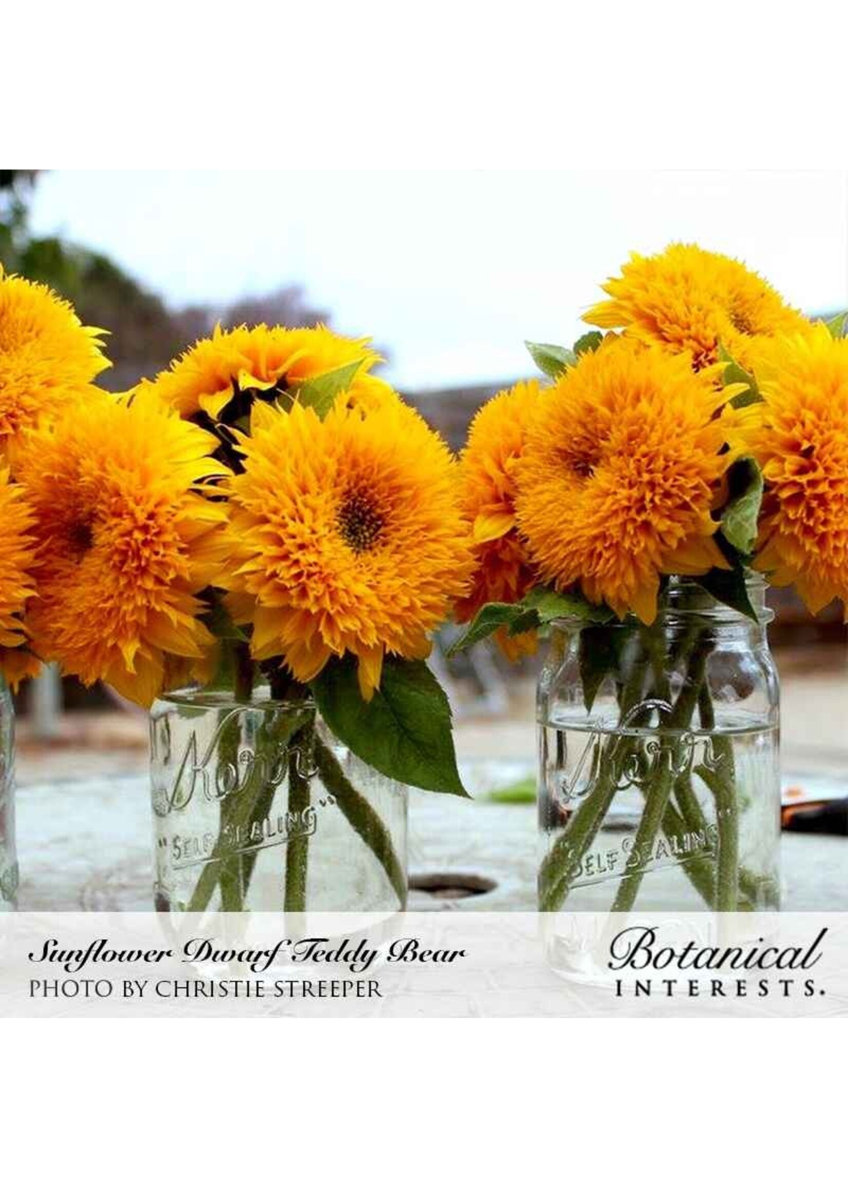 Botanical Interests Sunflower Dwf Teddy Bear