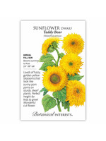 Botanical Interests Sunflower Dwf Teddy Bear