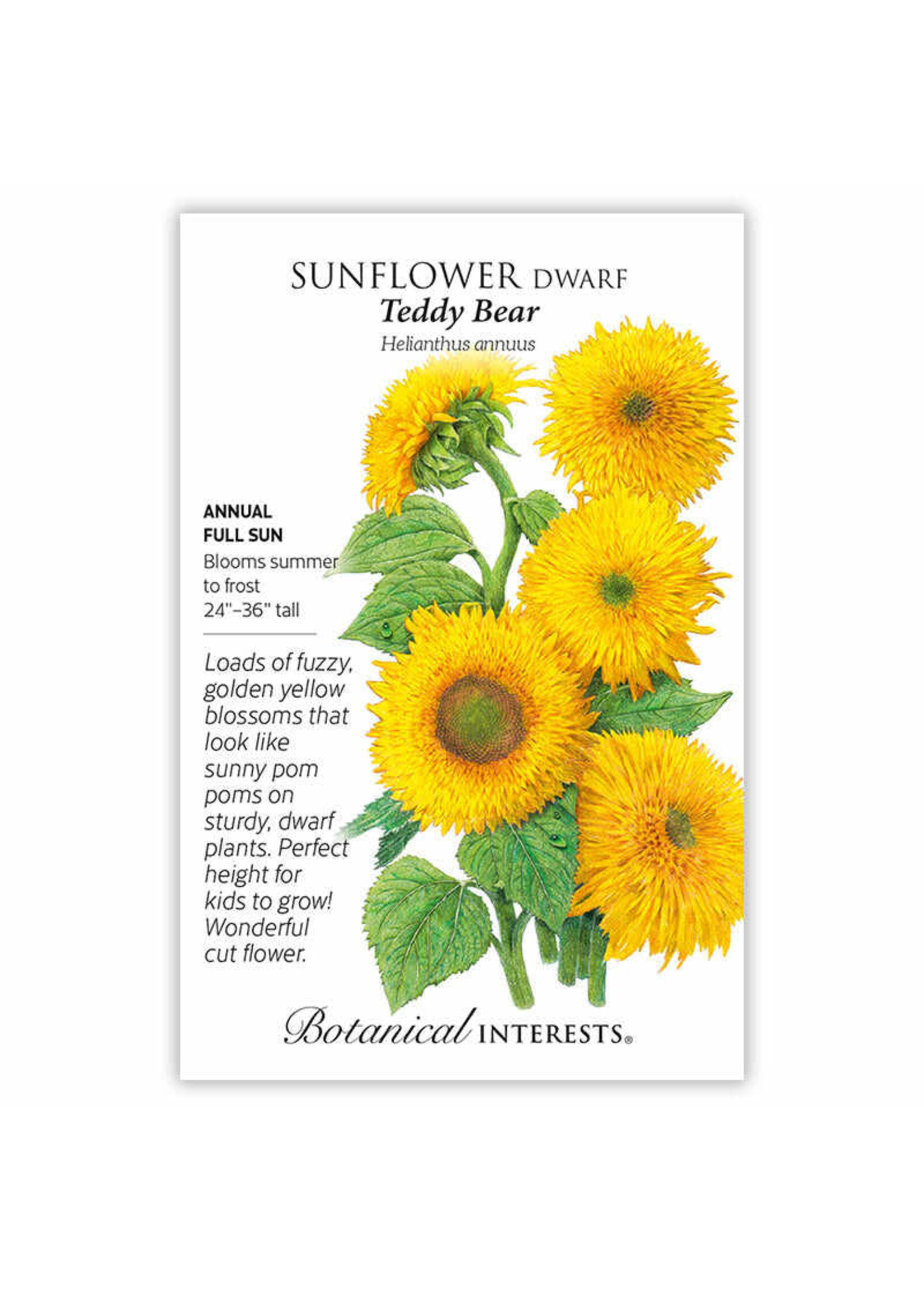 Botanical Interests Sunflower Dwf Teddy Bear
