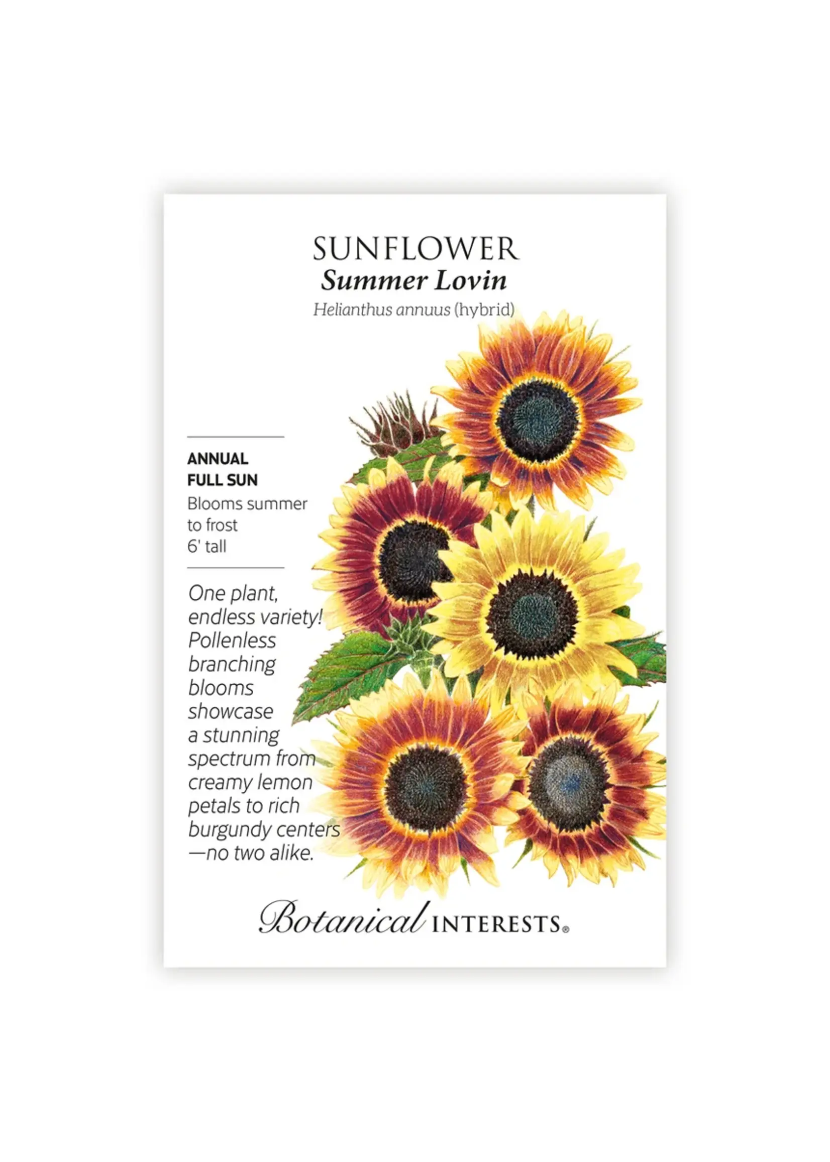 Botanical Interests Sunflower Summer Lovin F1