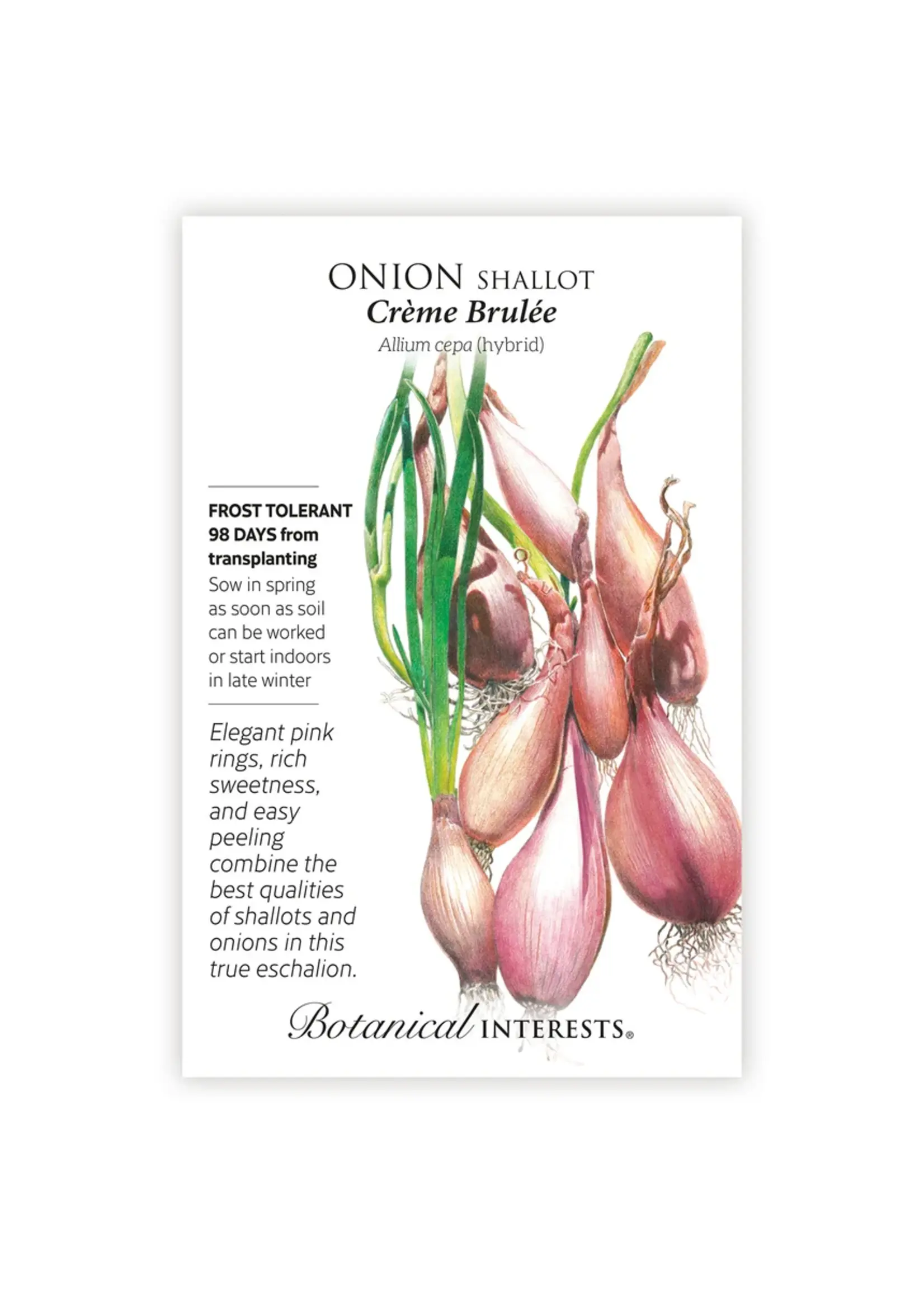 Botanical Interests Onion Shallot Creme Brulee hybrid