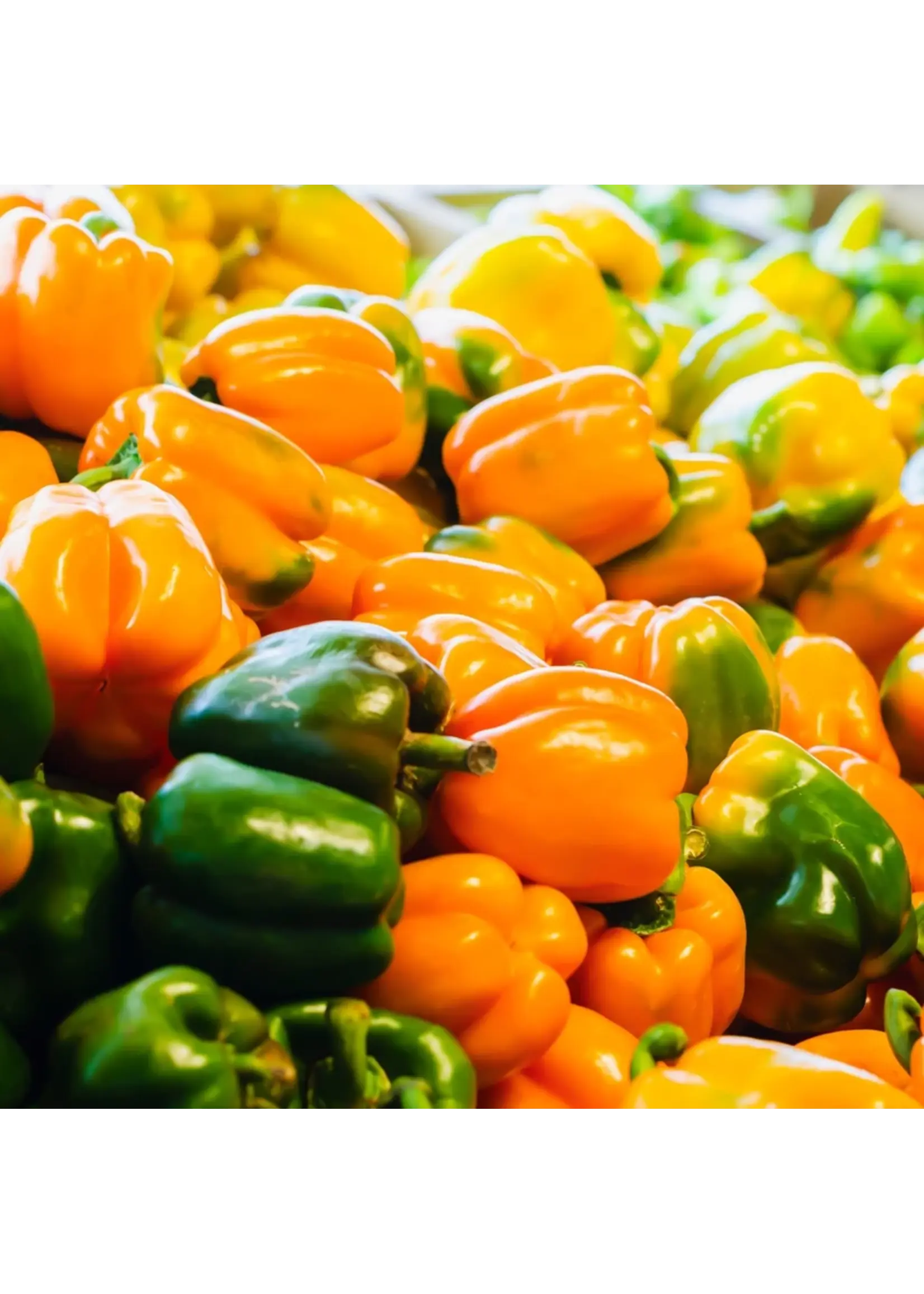 Botanical Interests Pepper Sweet (orange) Sun Organic