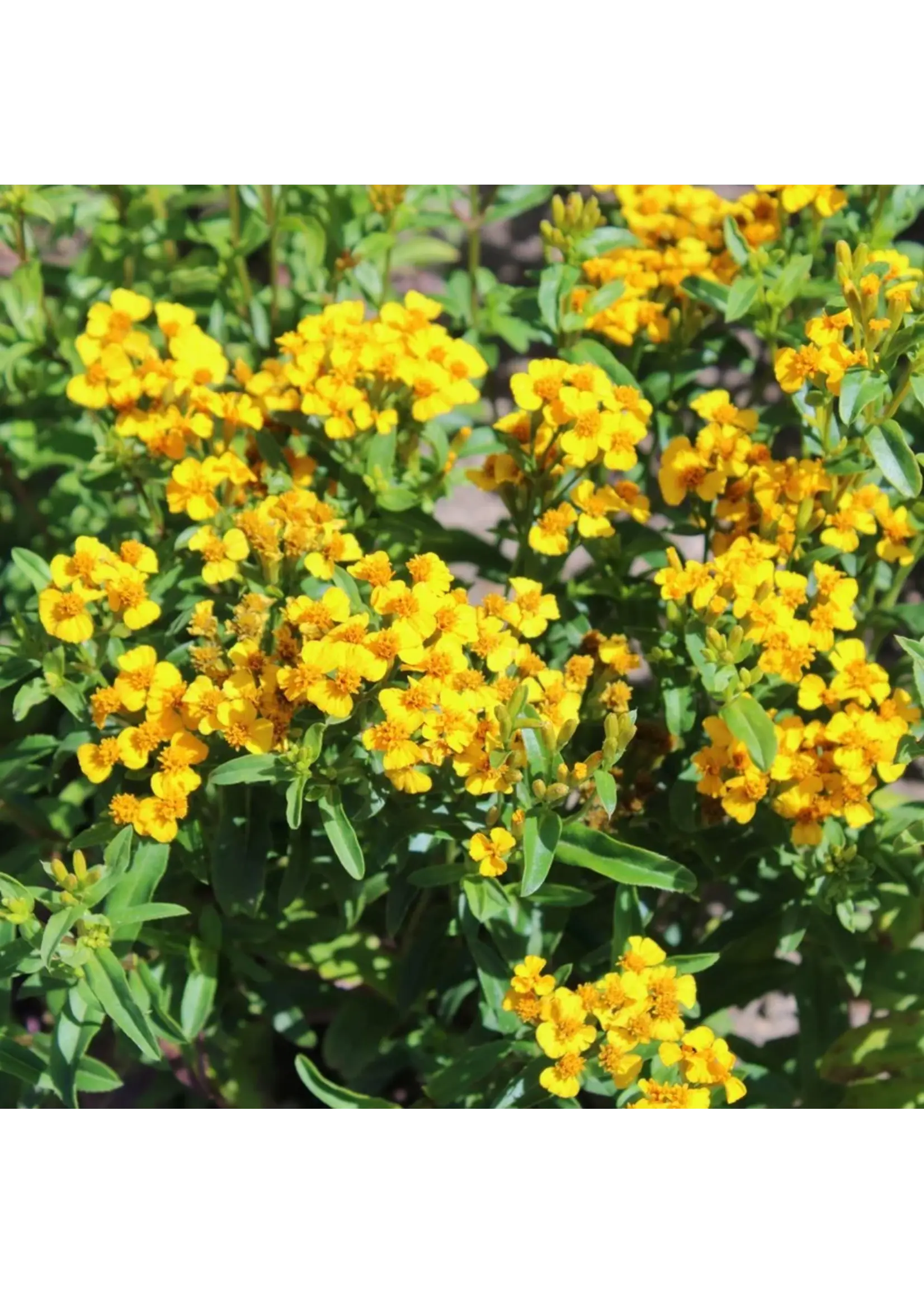 Botanical Interests Tarragon Mexican Organic