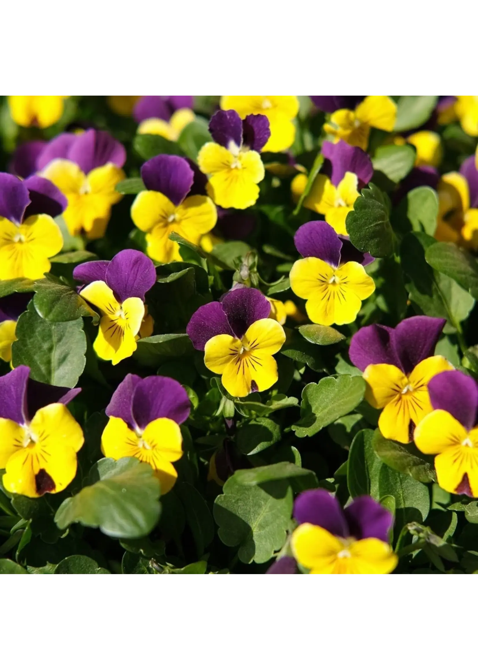 Botanical Interests Viola Johnny-Jump-Up