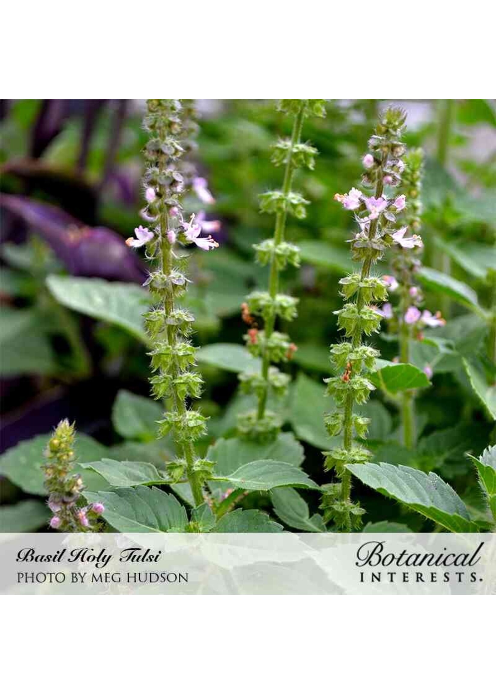 Botanical Interests Basil Holy/Tulsi Organic