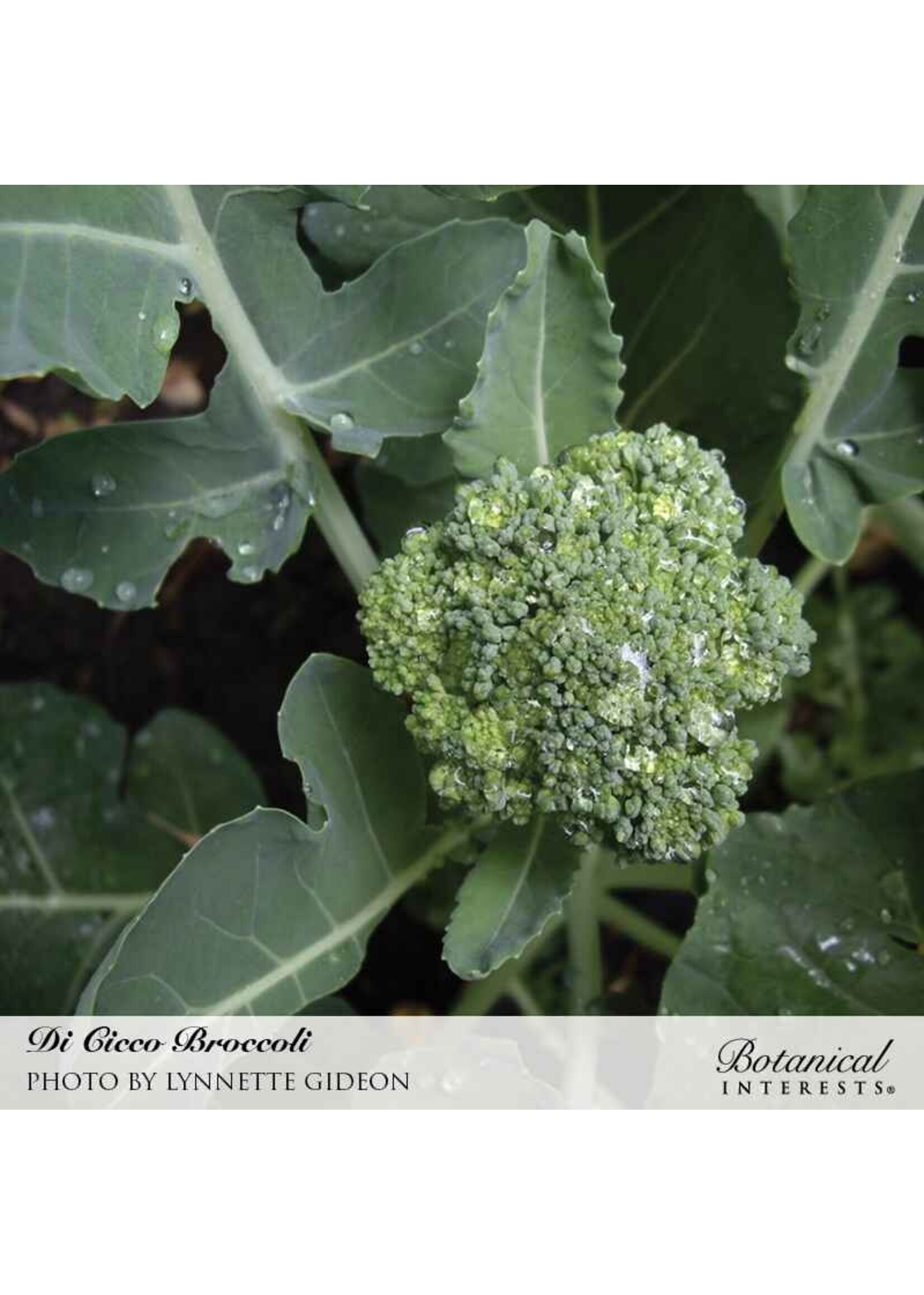 Botanical Interests Broccoli Di Cicco Organic