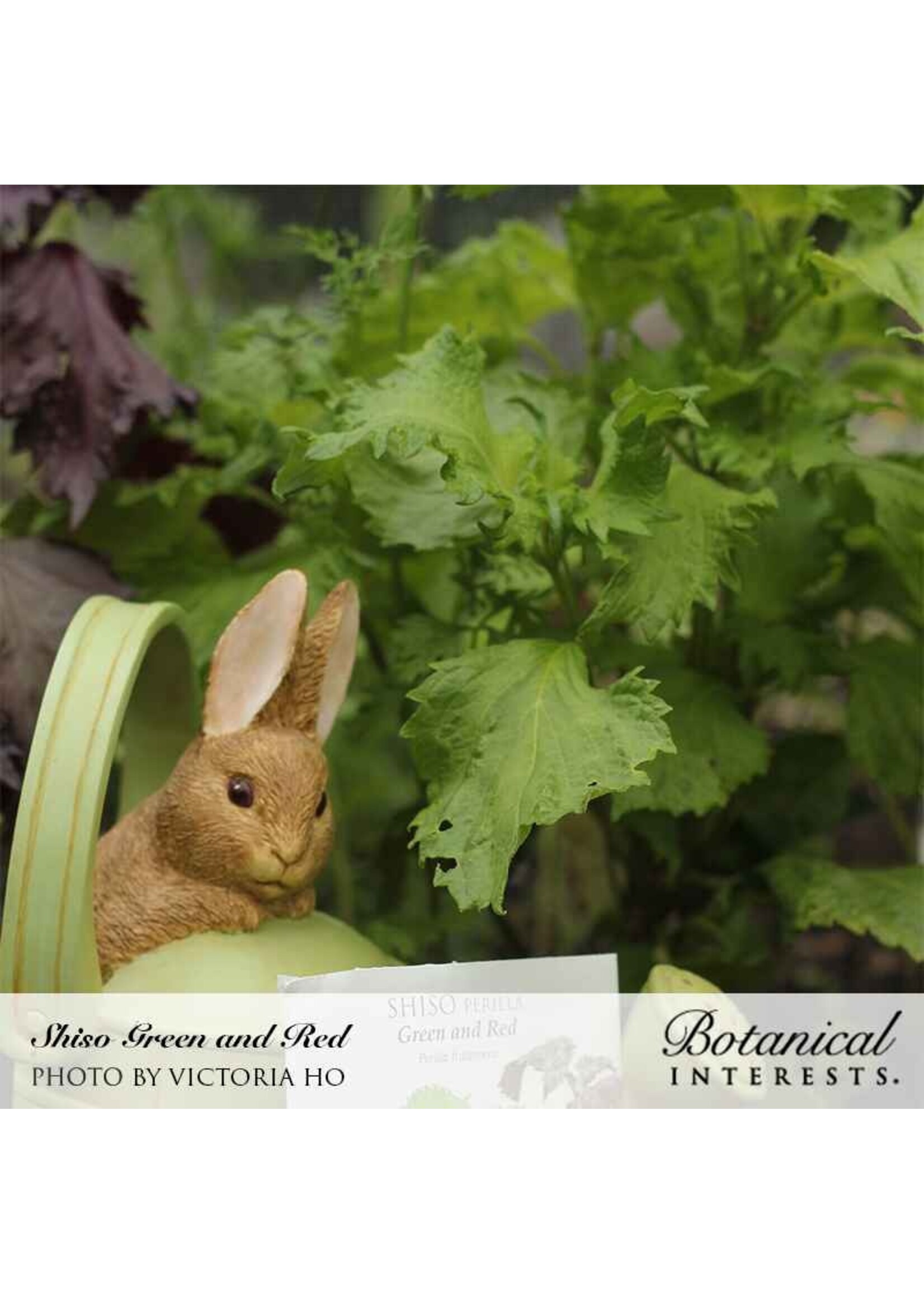 Botanical Interests Shiso/Perilla Green & Red
