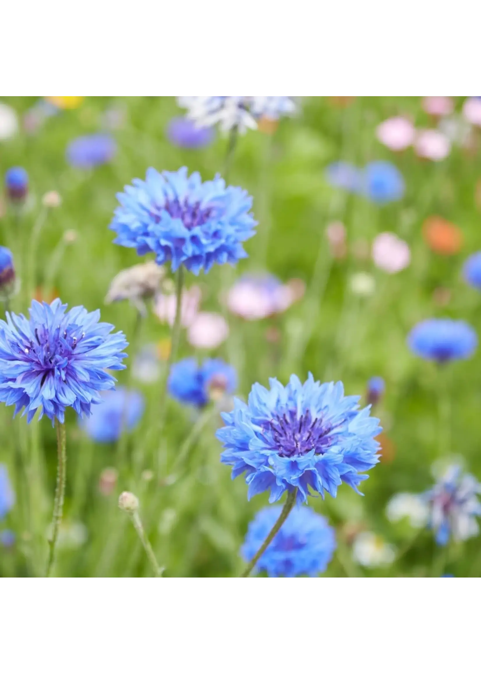 Botanical Interests Bachelor Button Blue Boy