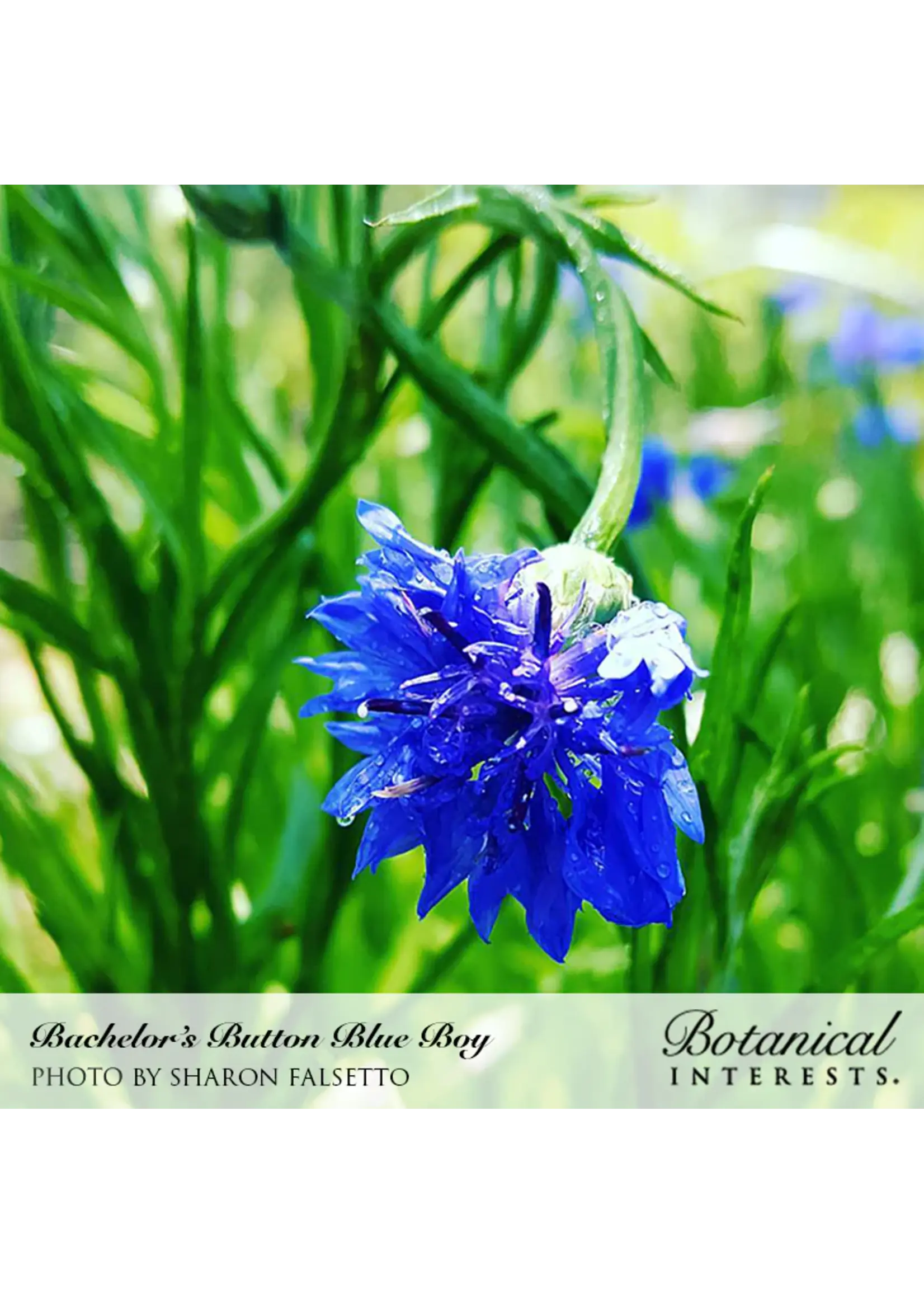 Botanical Interests Bachelor Button Blue Boy