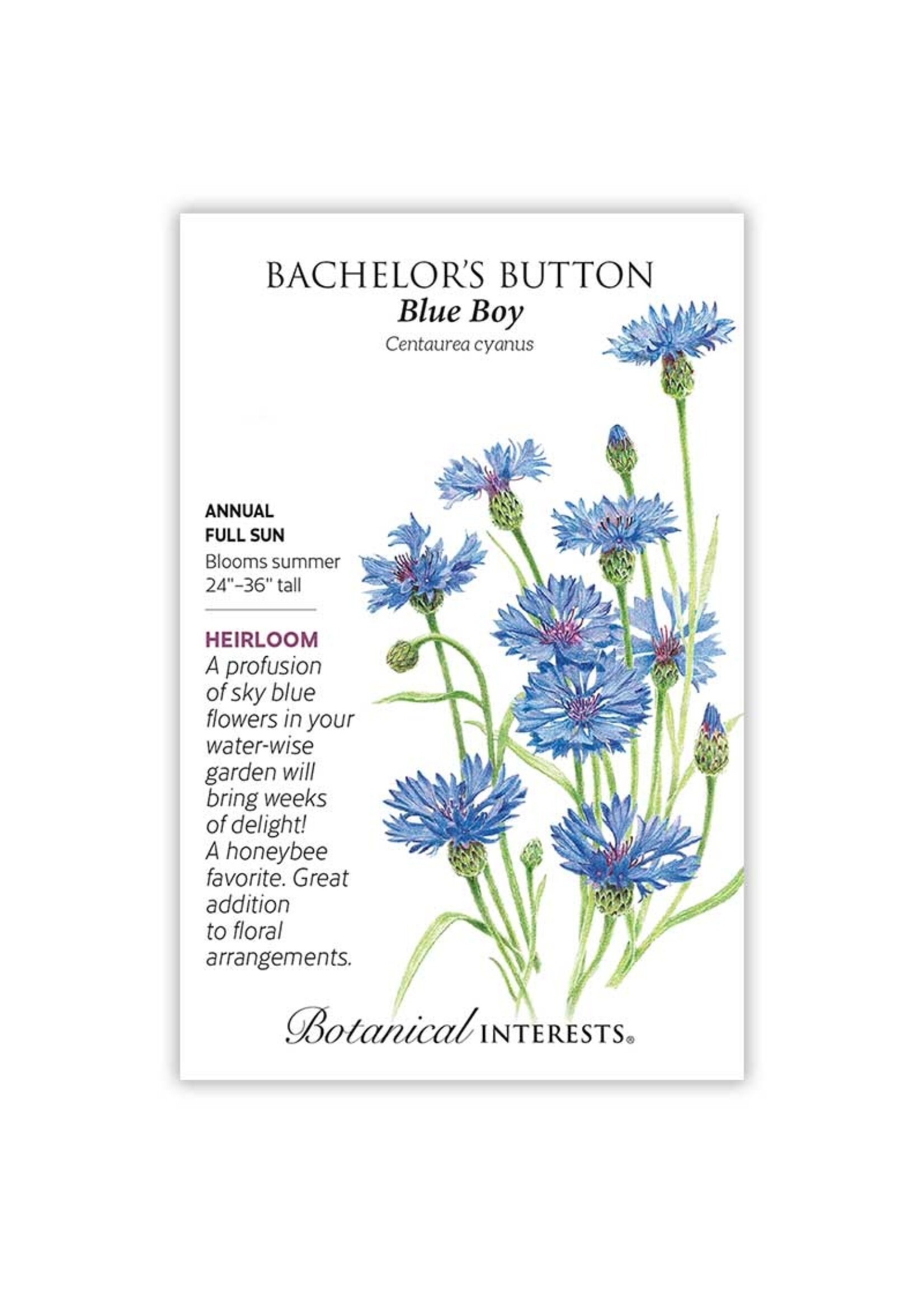 Botanical Interests Bachelor Button Blue Boy