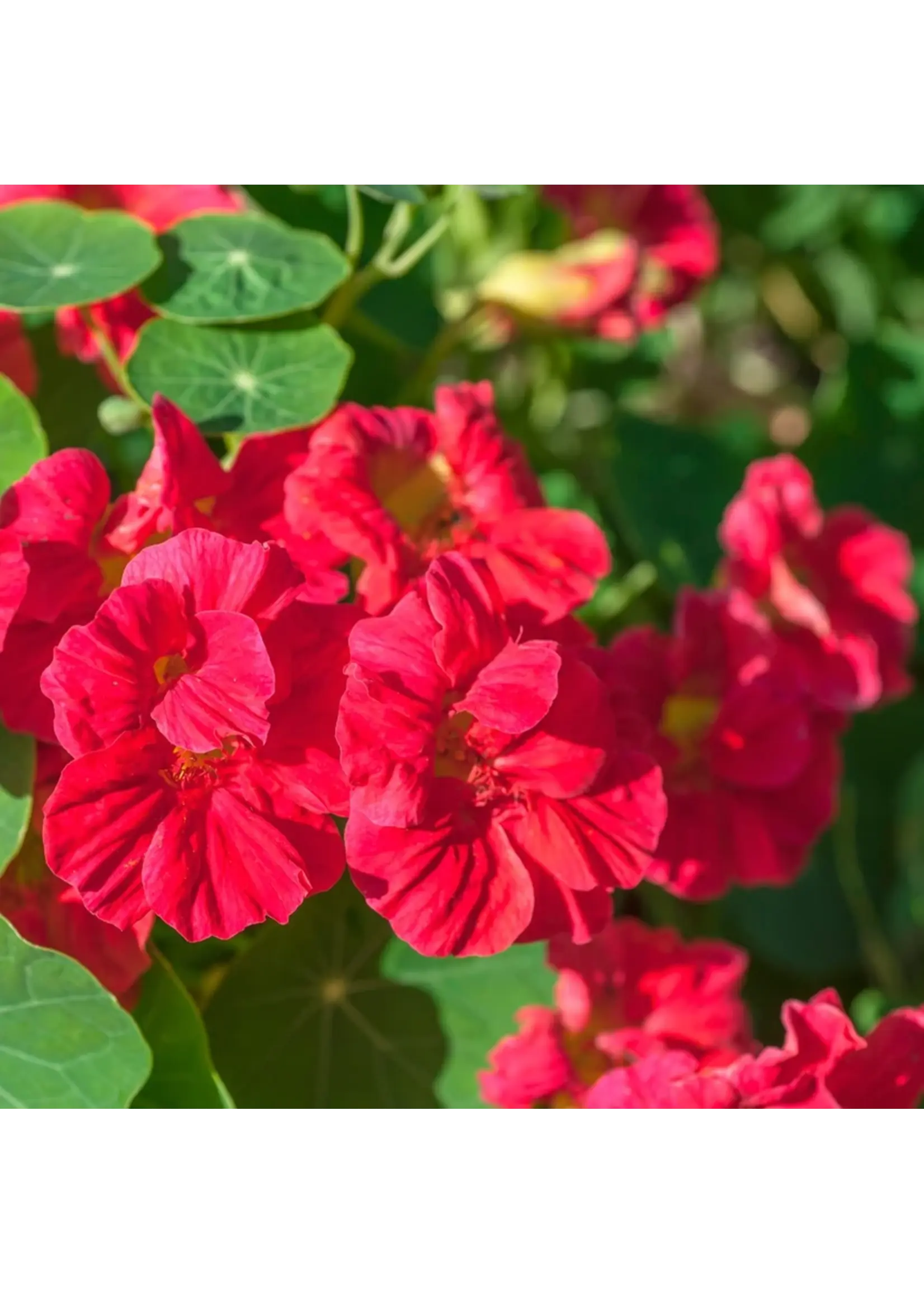 Botanical Interests Nasturtium Cherry Rose Jewel
