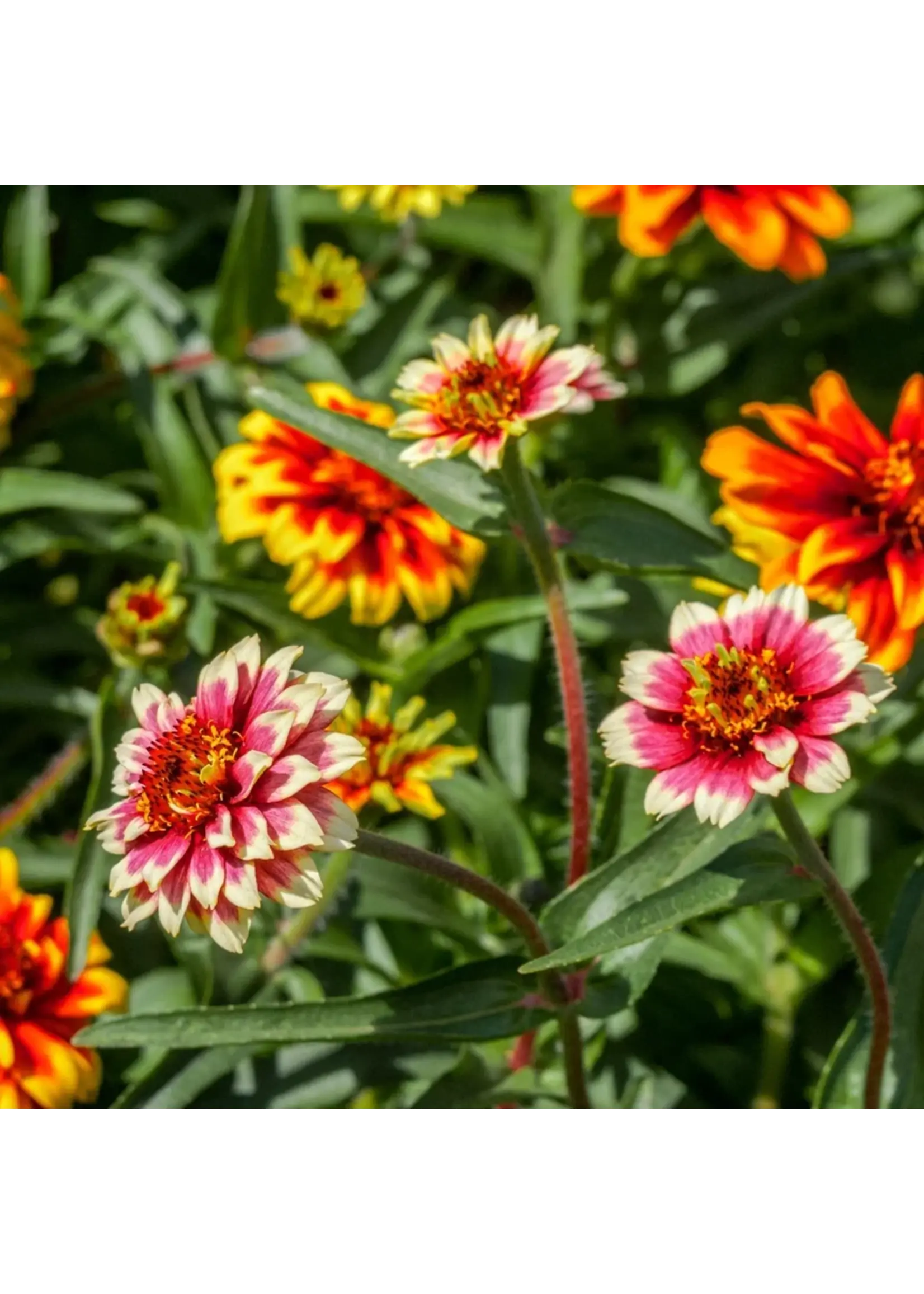 Botanical Interests Zinnia Persian Carpet