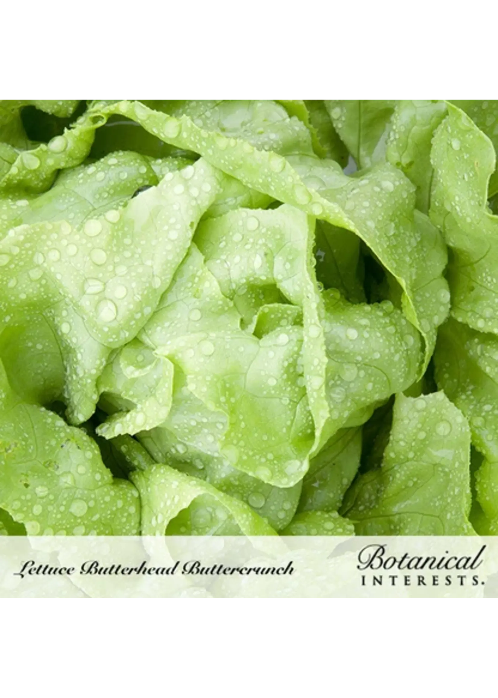Botanical Interests Lettuce Butterhead Buttrcrnch Organic