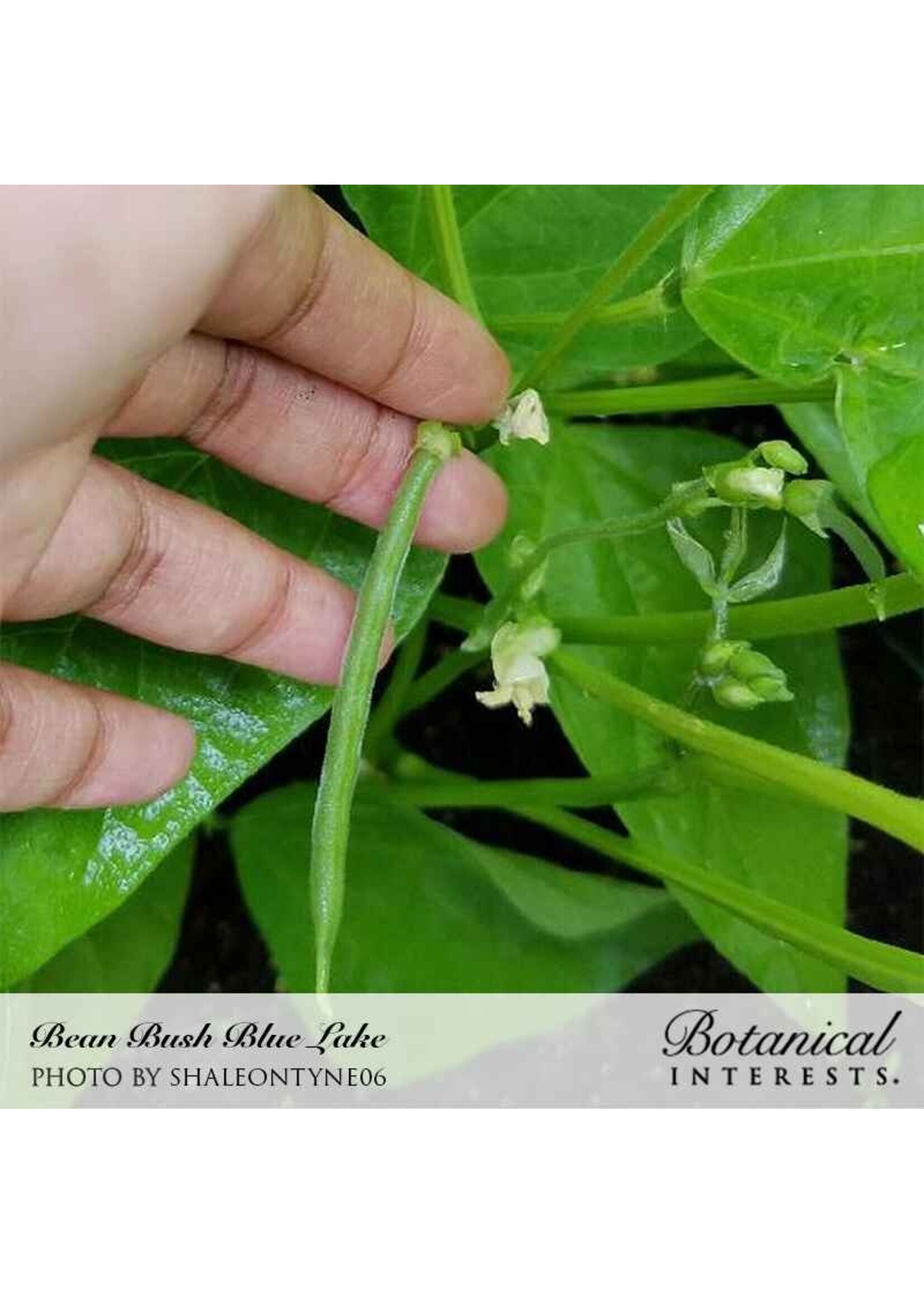 Botanical Interests Bean Bush (green) Blue Lake274 Organic