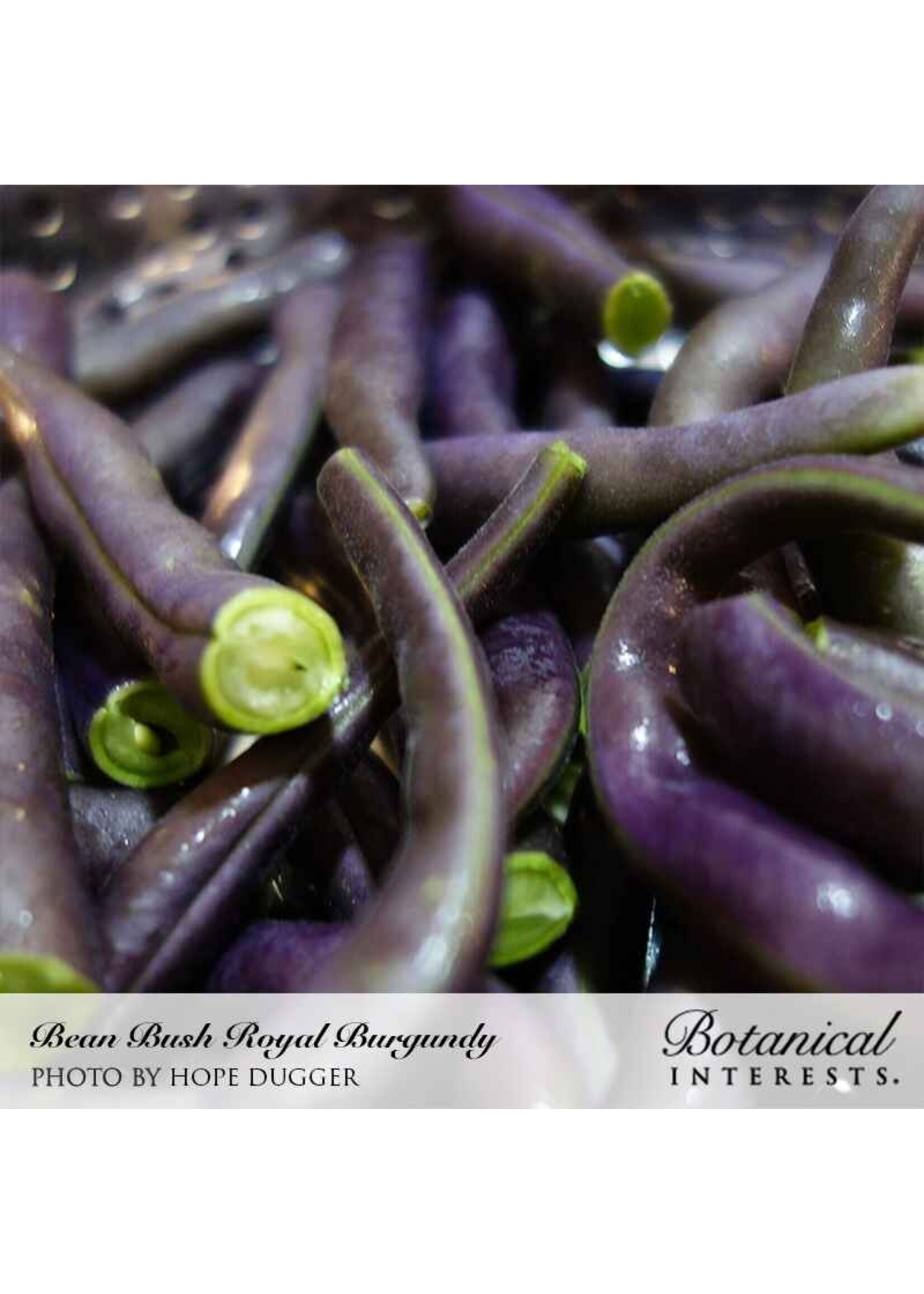 Botanical Interests Bean Bush (purple) Royal Burgundy Organic