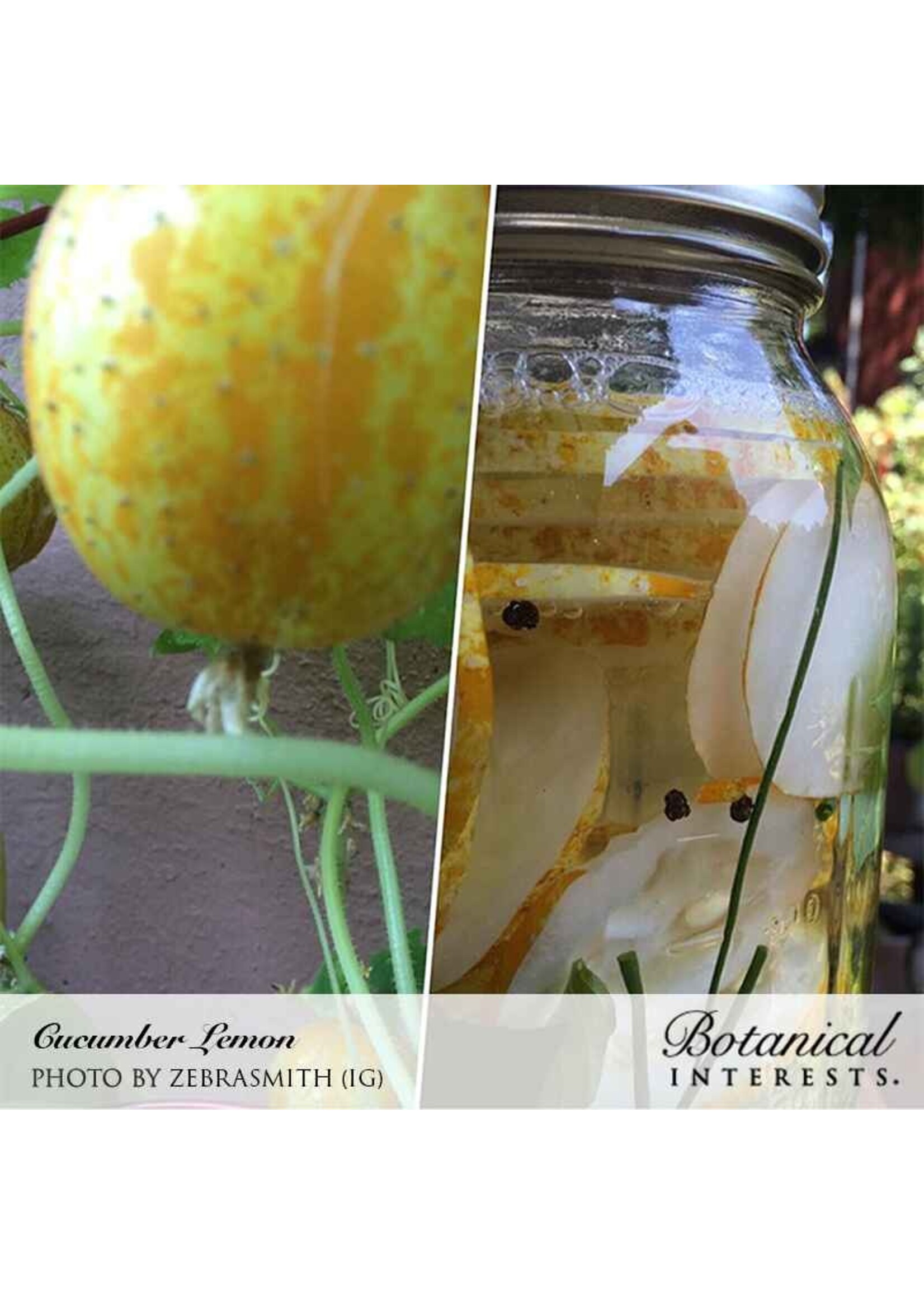 Botanical Interests Cucumber Lemon Organic