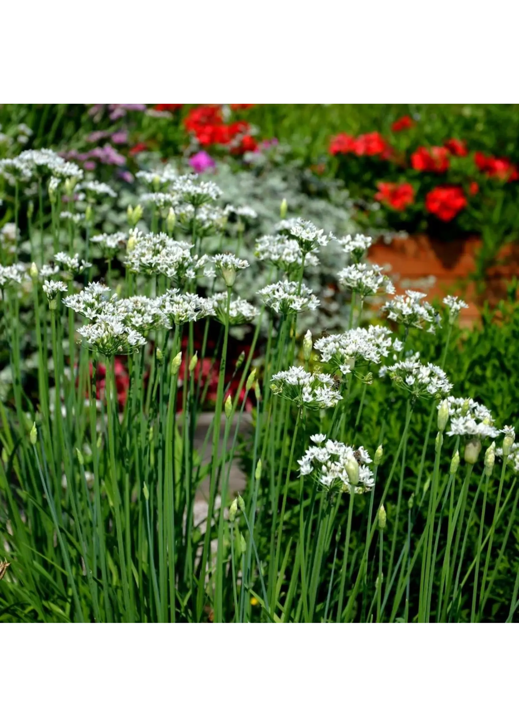 Botanical Interests Chives Garlic