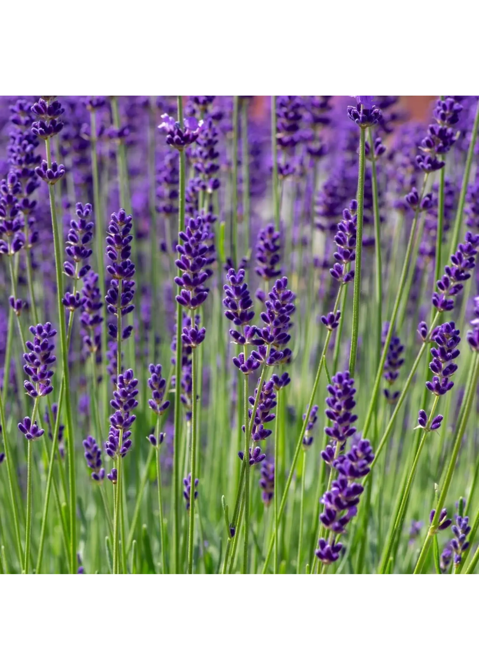 Botanical Interests Lavender Dwarf Munstead Organic