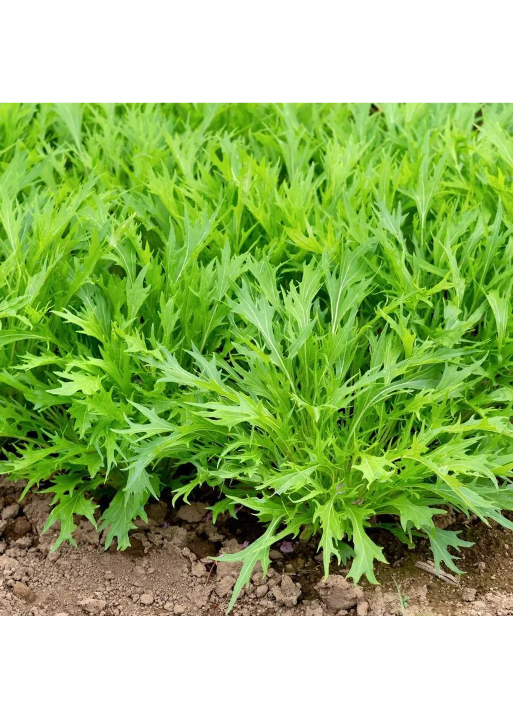 Botanical Interests Mustard Mizuna Organic