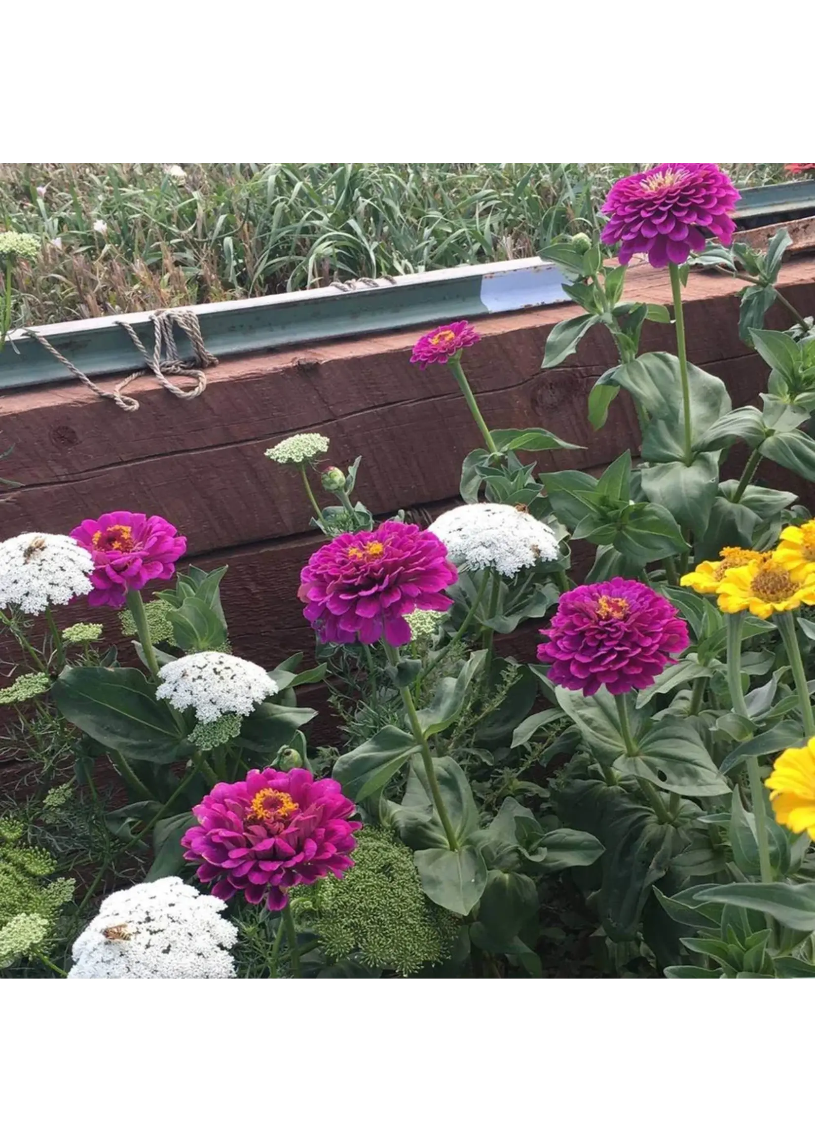 Botanical Interests Zinnia Giant Purple Organic