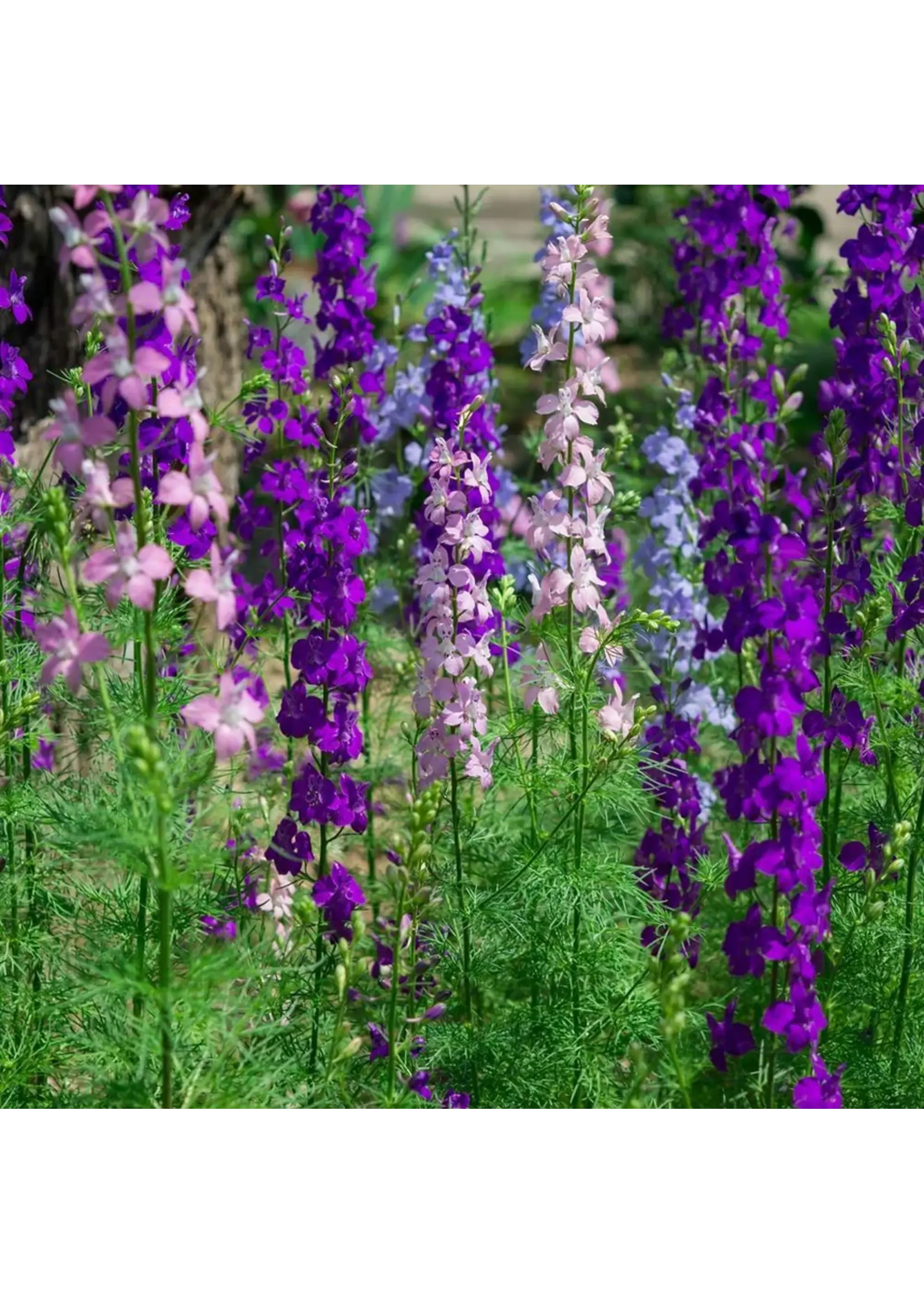 Botanical Interests Larkspur Galilee Organic