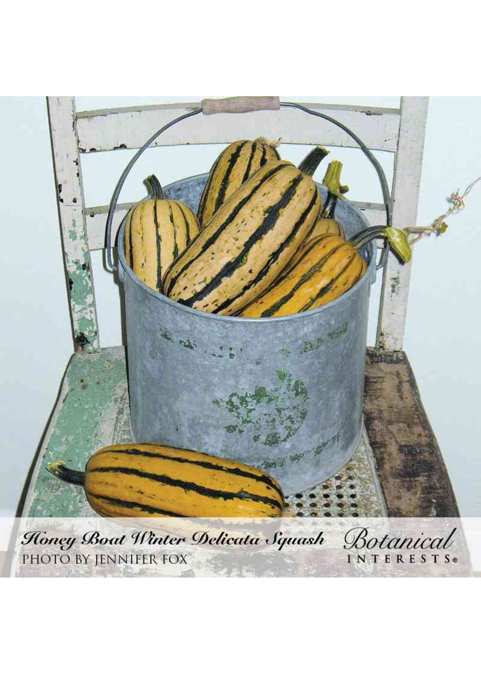 Botanical Interests Squash Winter Delicata Organic