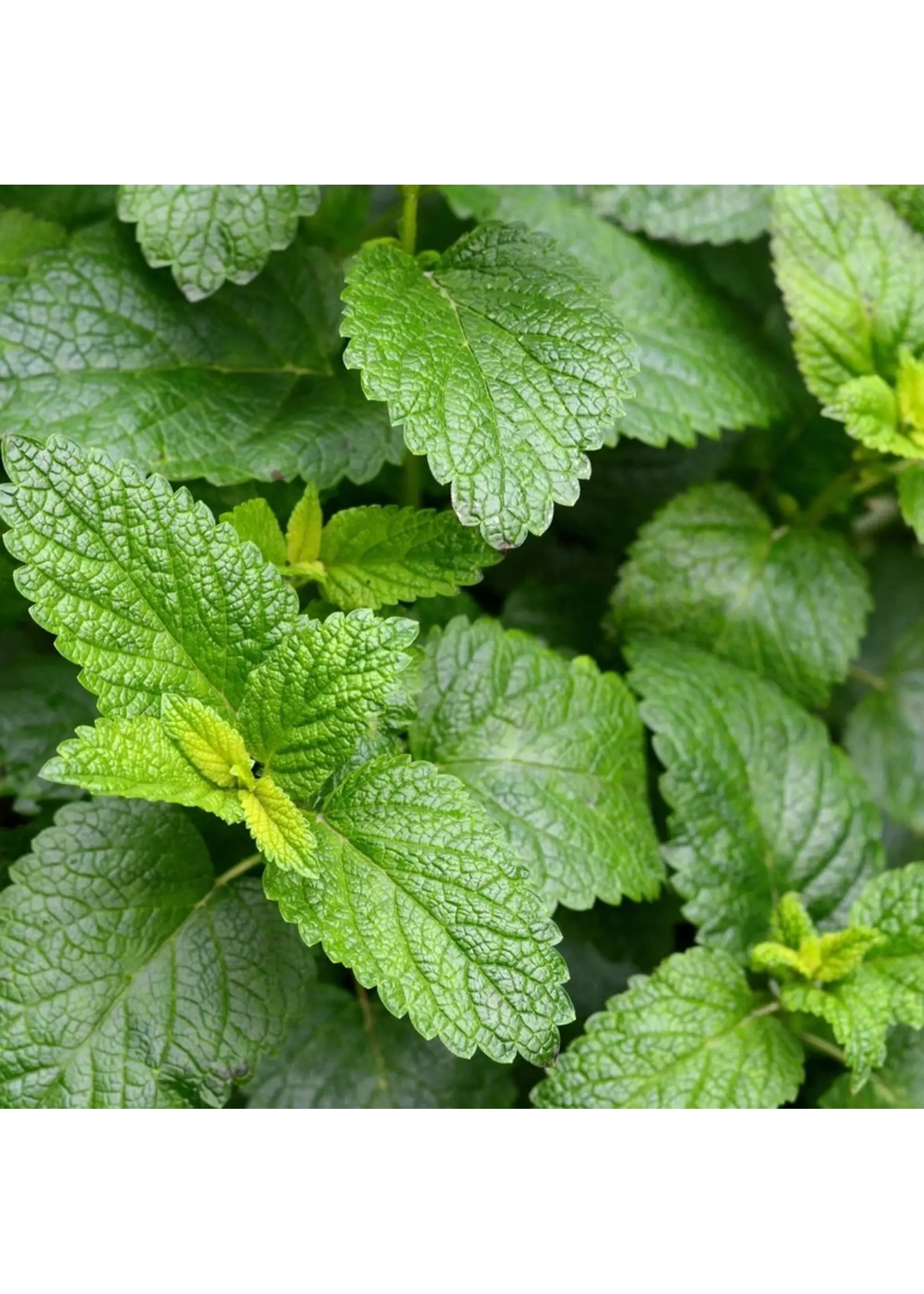 Botanical Interests Lemon Balm Organic