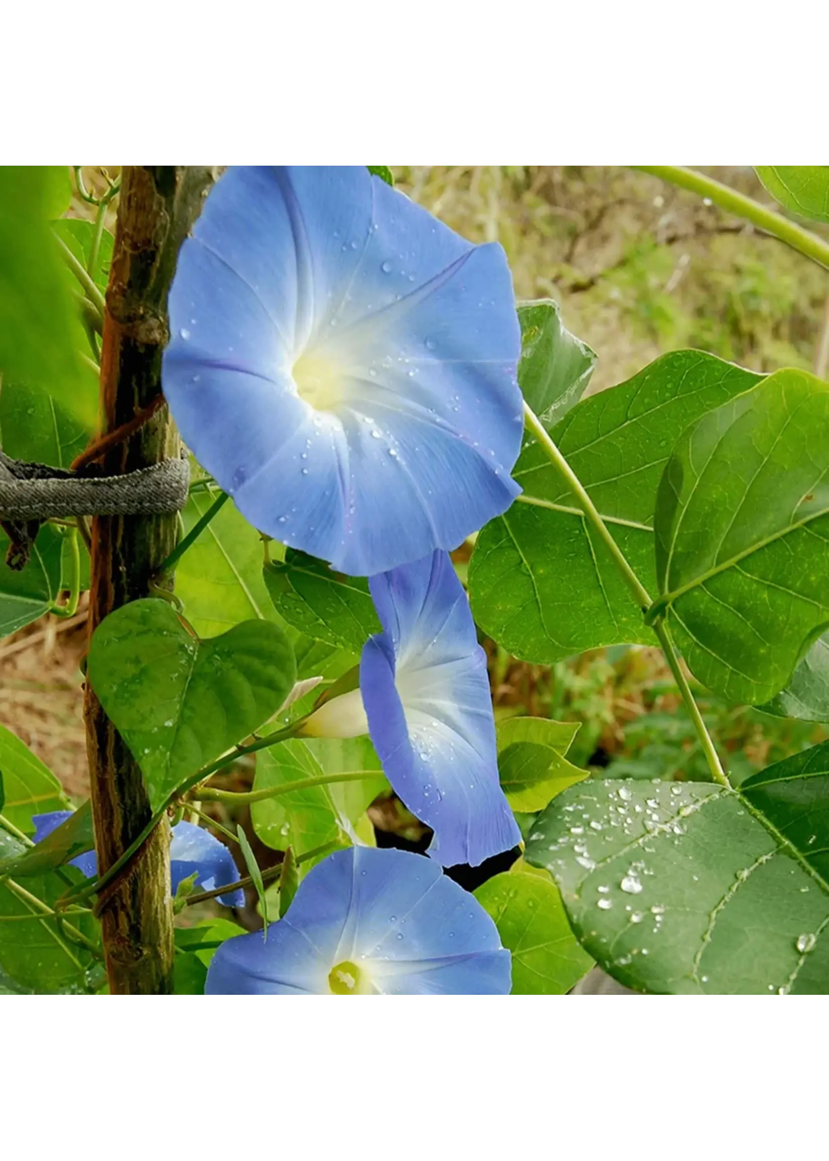 Botanical Interests Morning Glory Heavenly Blue