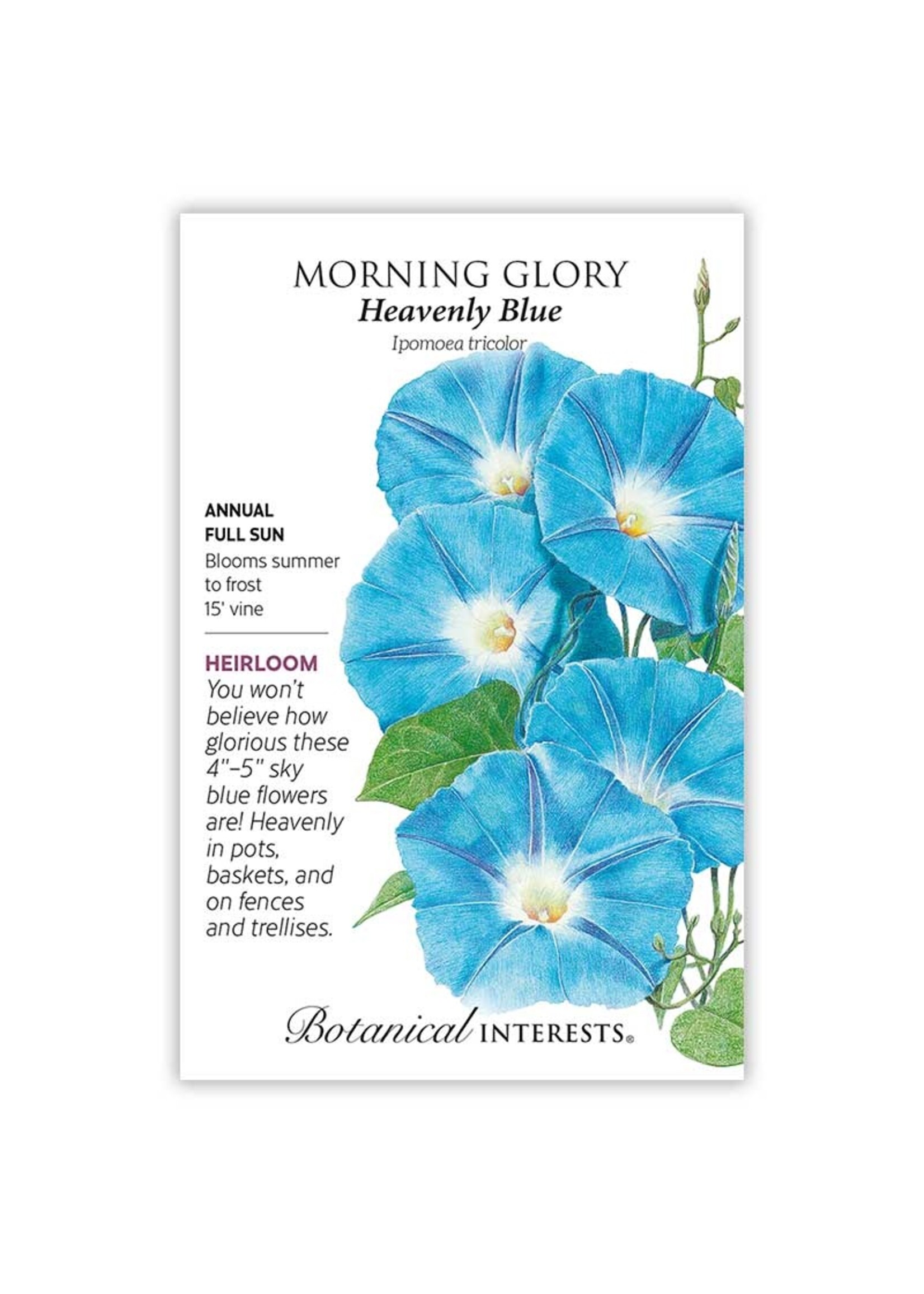 Botanical Interests Morning Glory Heavenly Blue