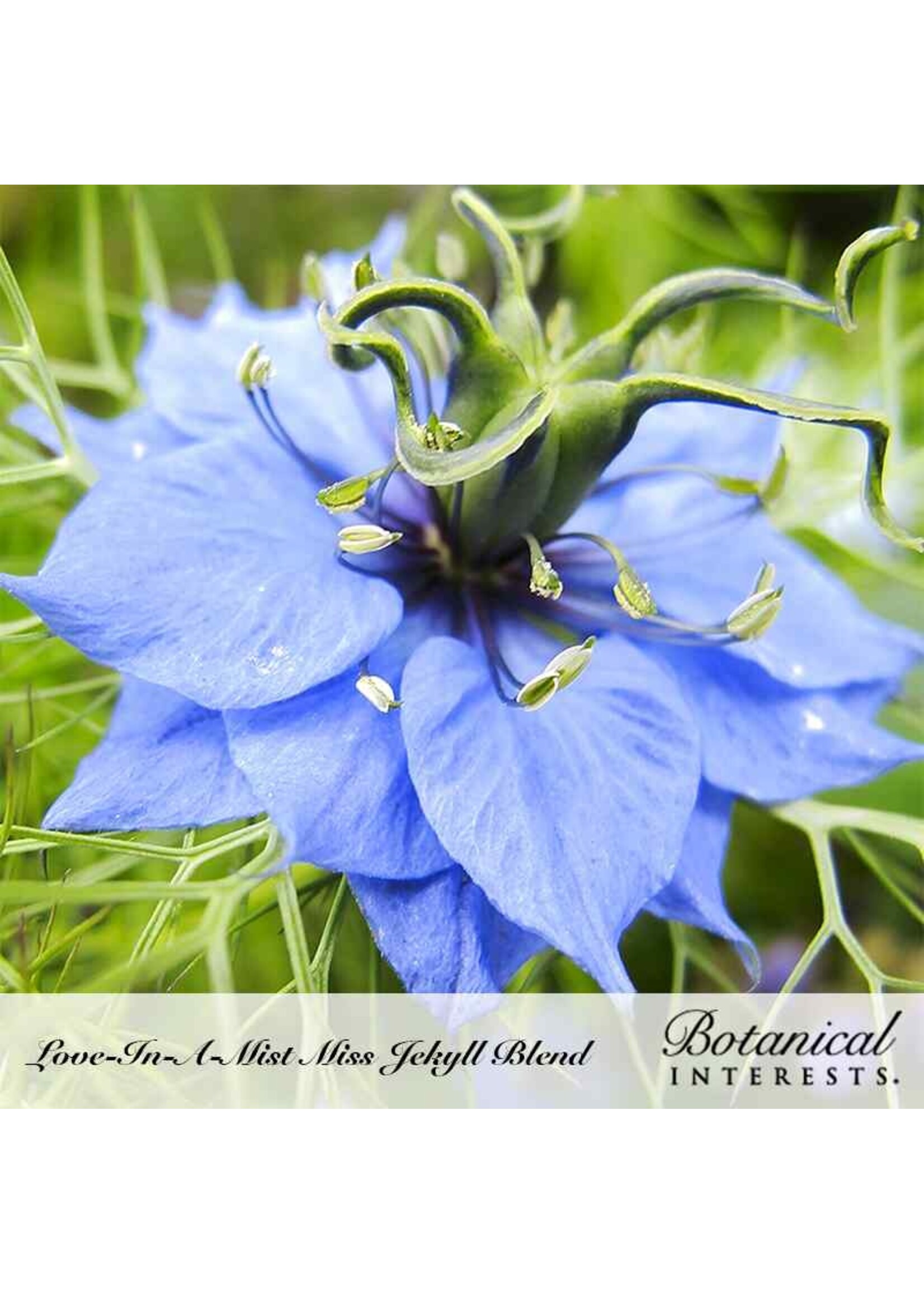 Botanical Interests Love-in-a-Mist Jekyll Blend Organic