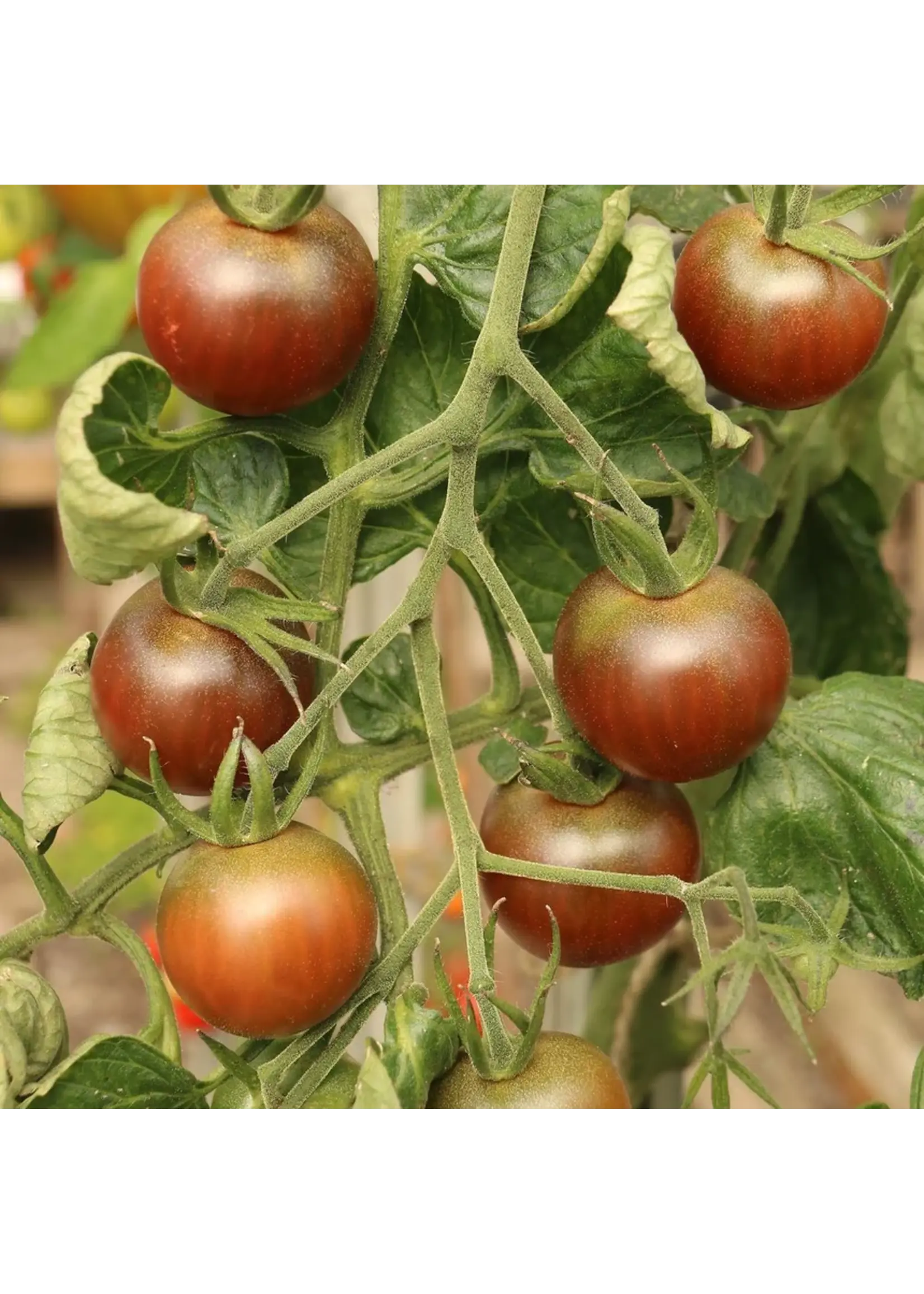 Botanical Interests Tomato Bush Beefy Purple Organic