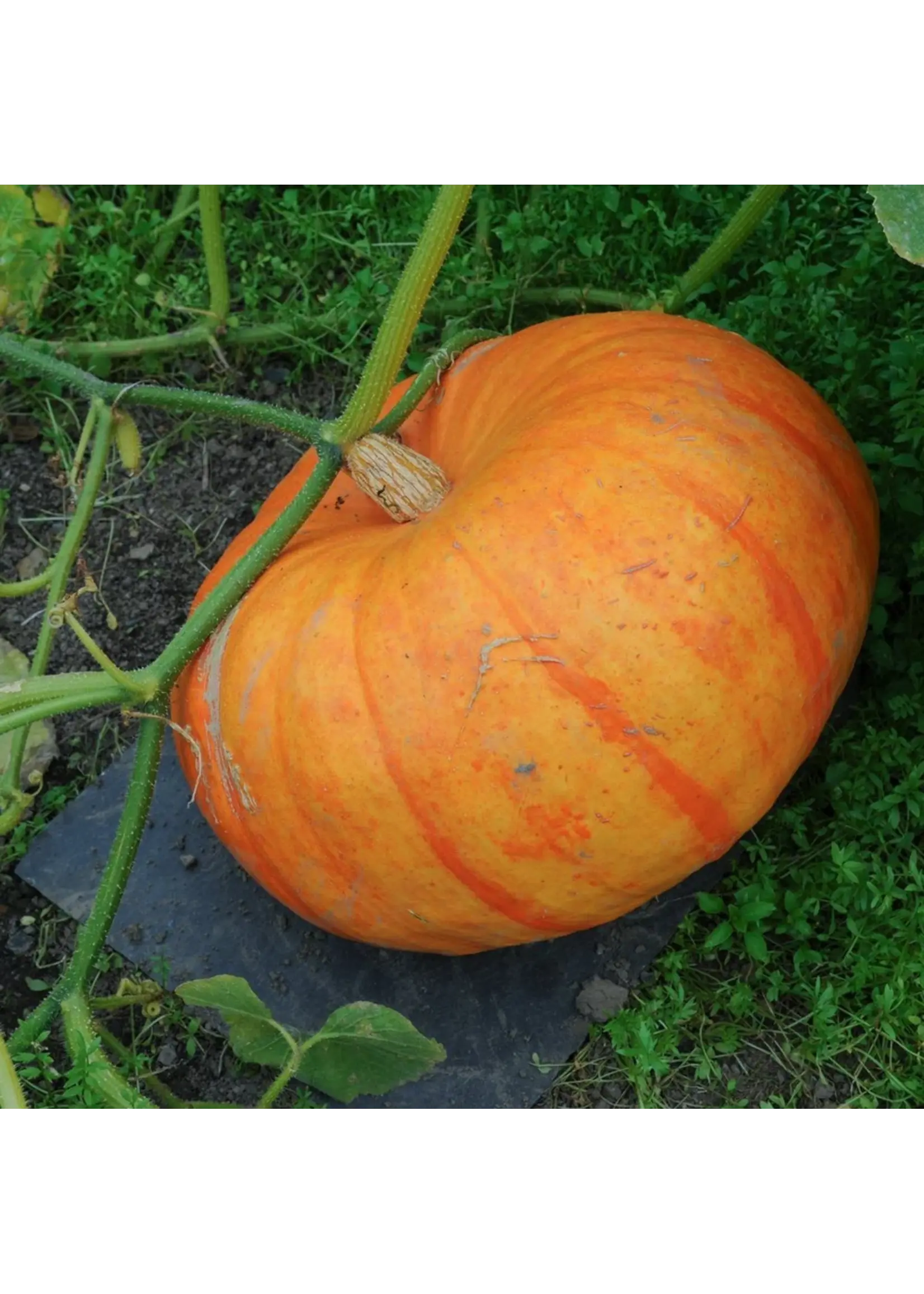 Botanical Interests Pumpkin French Cinderella
