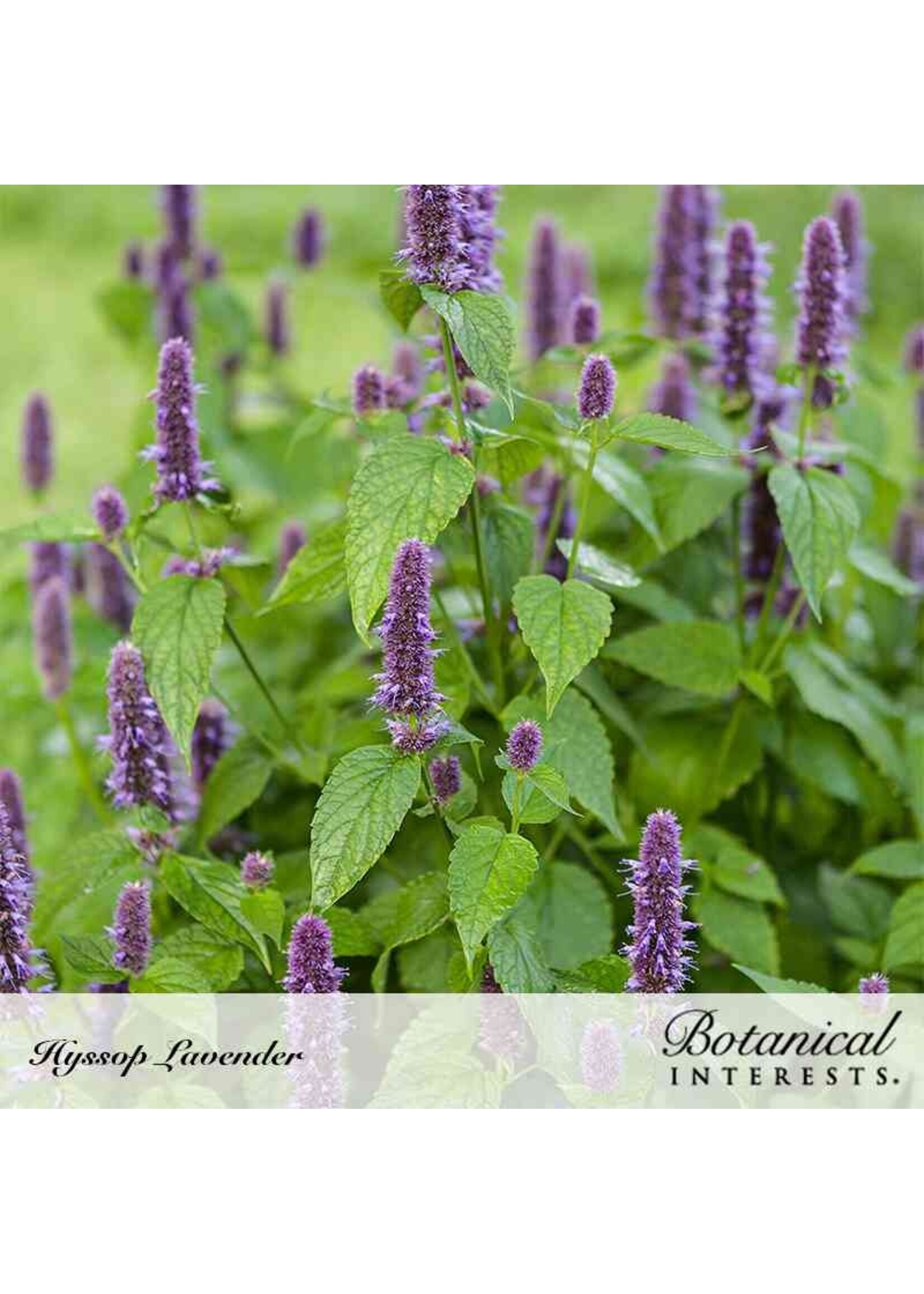 Botanical Interests Hyssop Anise Organic