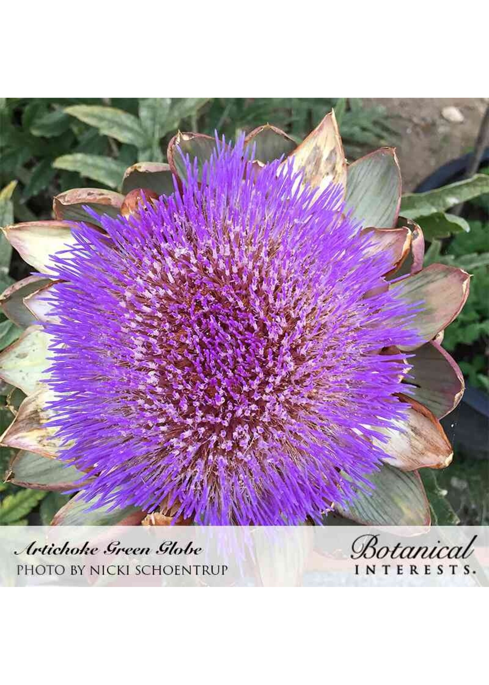 Botanical Interests Artichoke Green Globe Improved