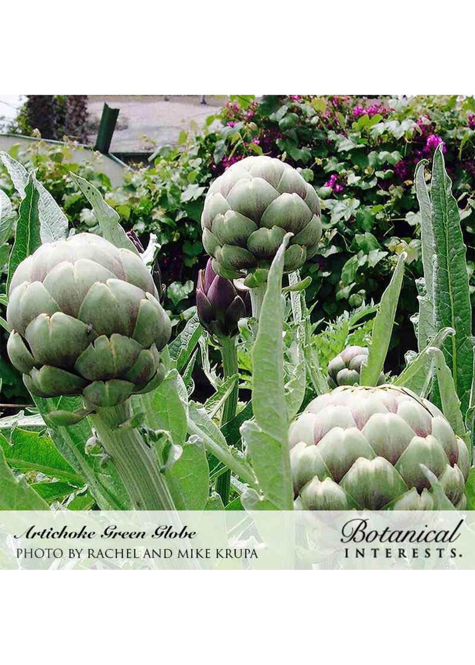 Botanical Interests Artichoke Green Globe Improved