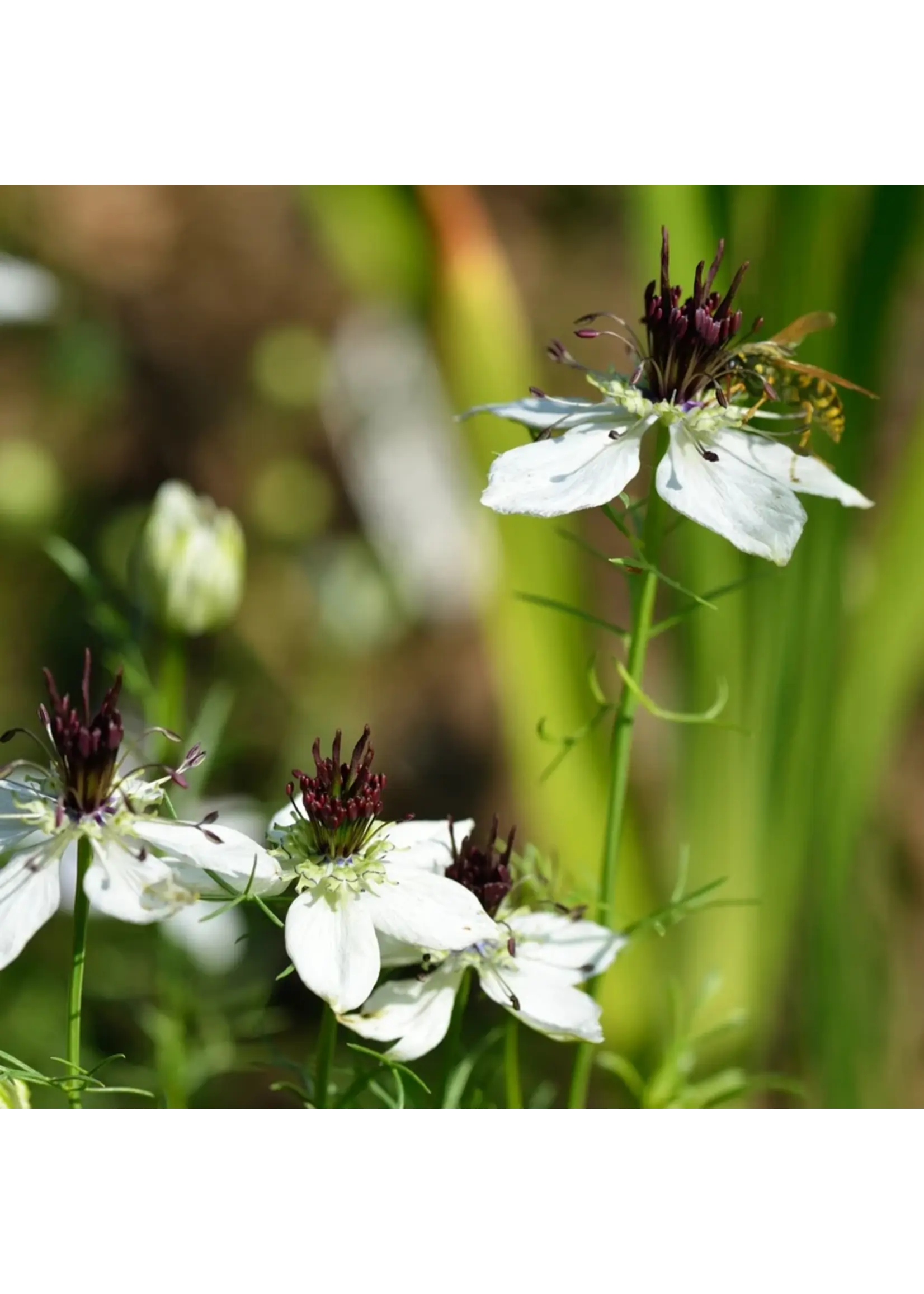 Botanical Interests Love-in-a-Mist African Bride