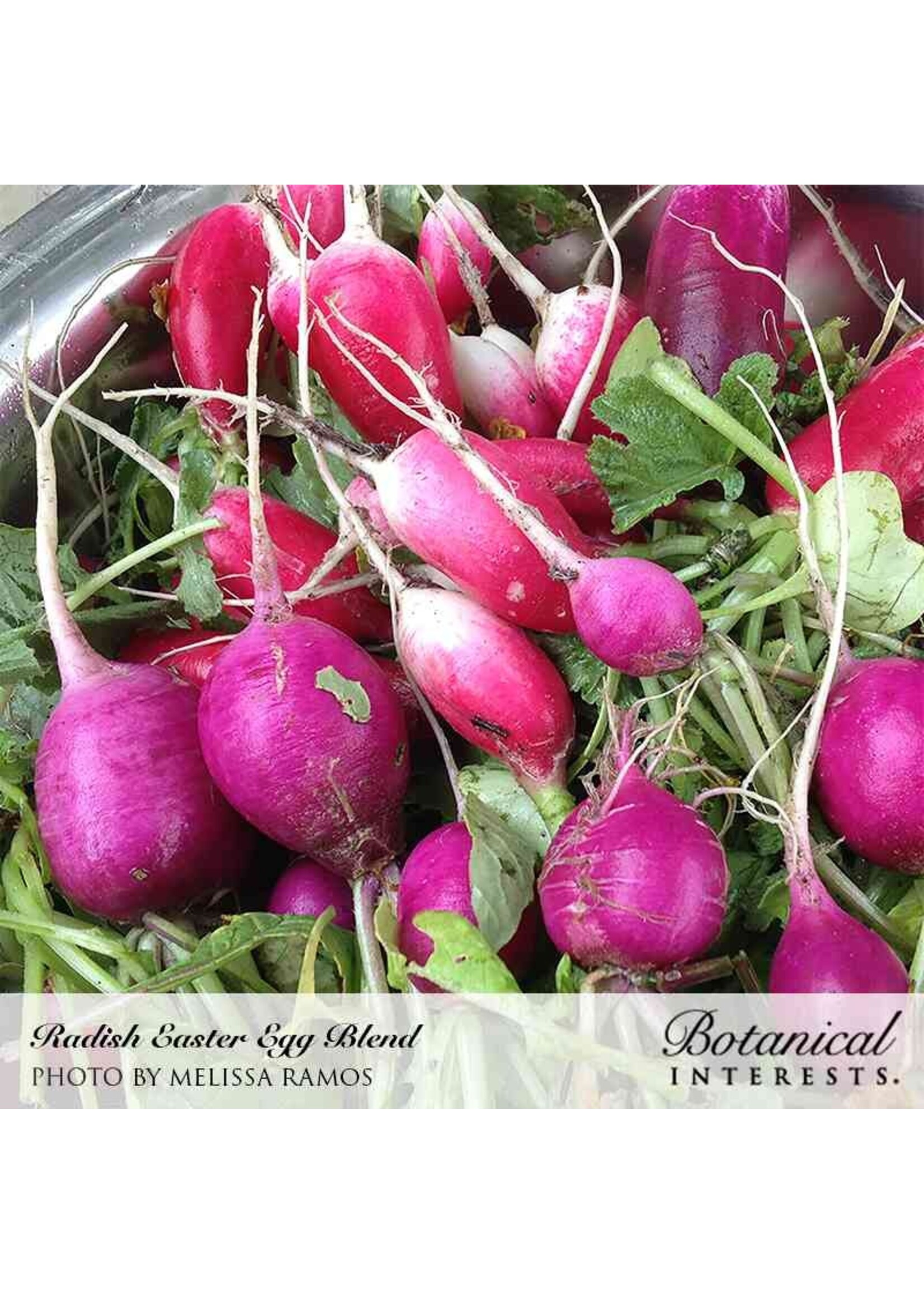 Botanical Interests Radish Easter Egg Blend Organic