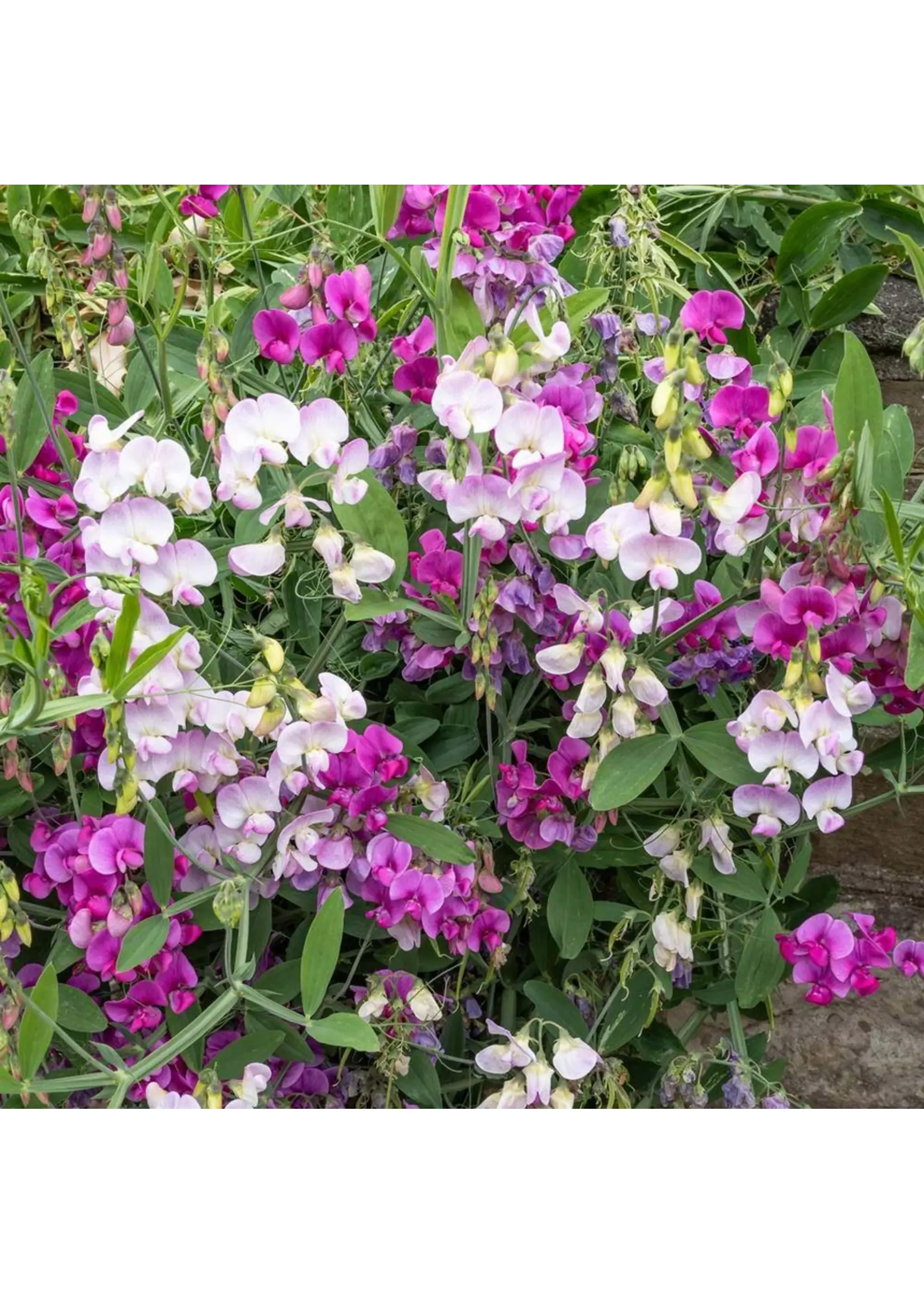 Botanical Interests Sweet Pea Perennial Blend