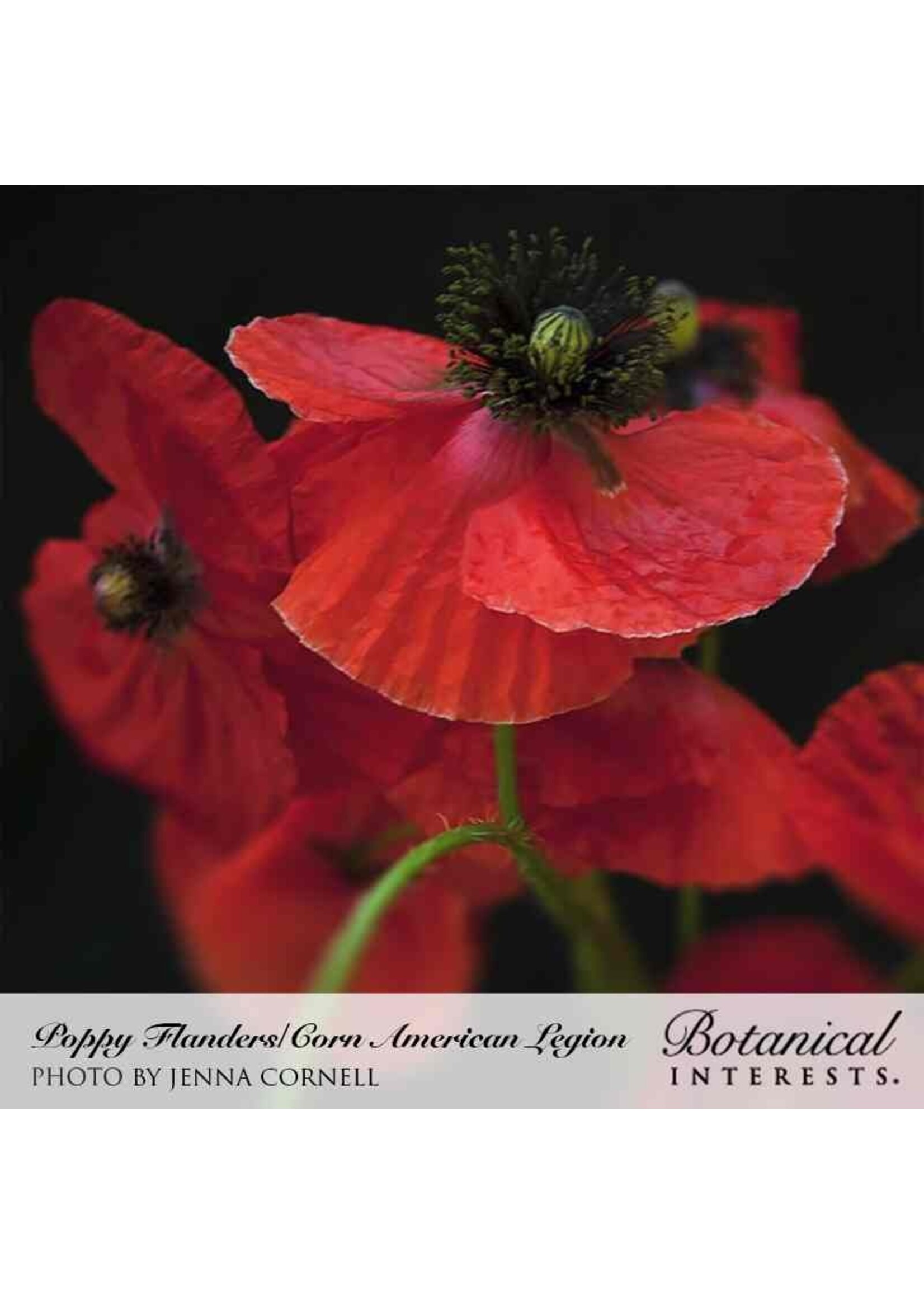 Botanical Interests Poppy Corn American Legion