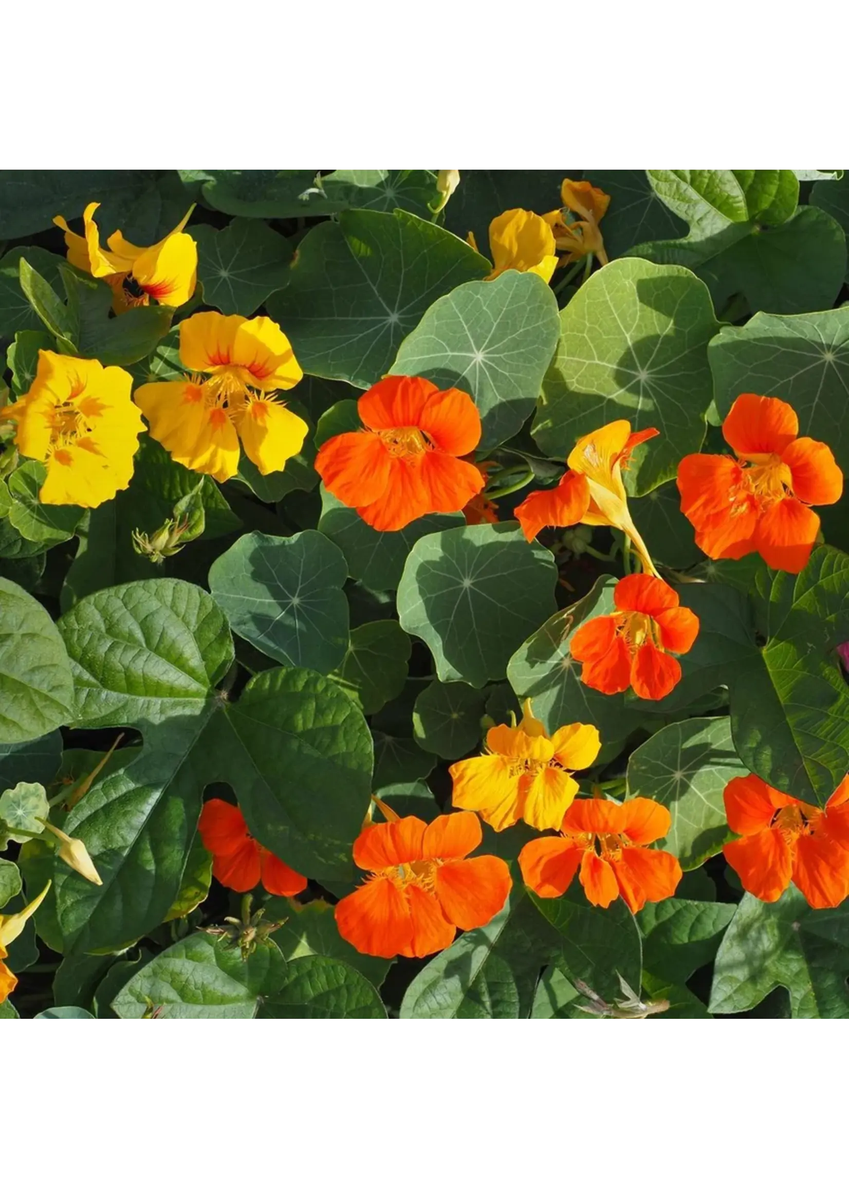 Botanical Interests Nasturtium Trailing Single Blend