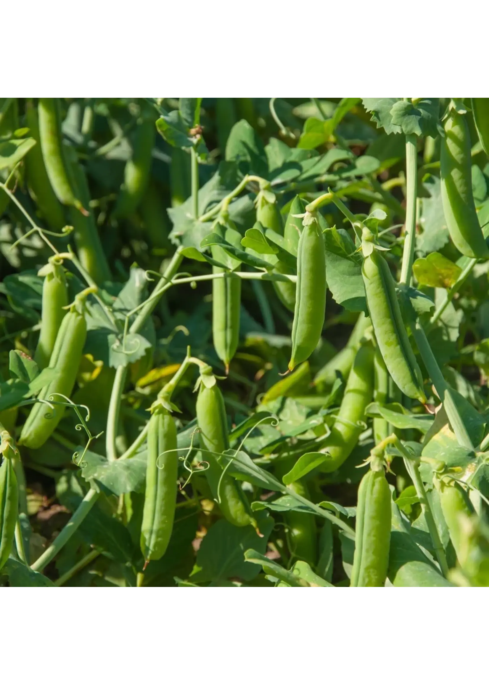 Botanical Interests Pea Snap Cascadia Organic