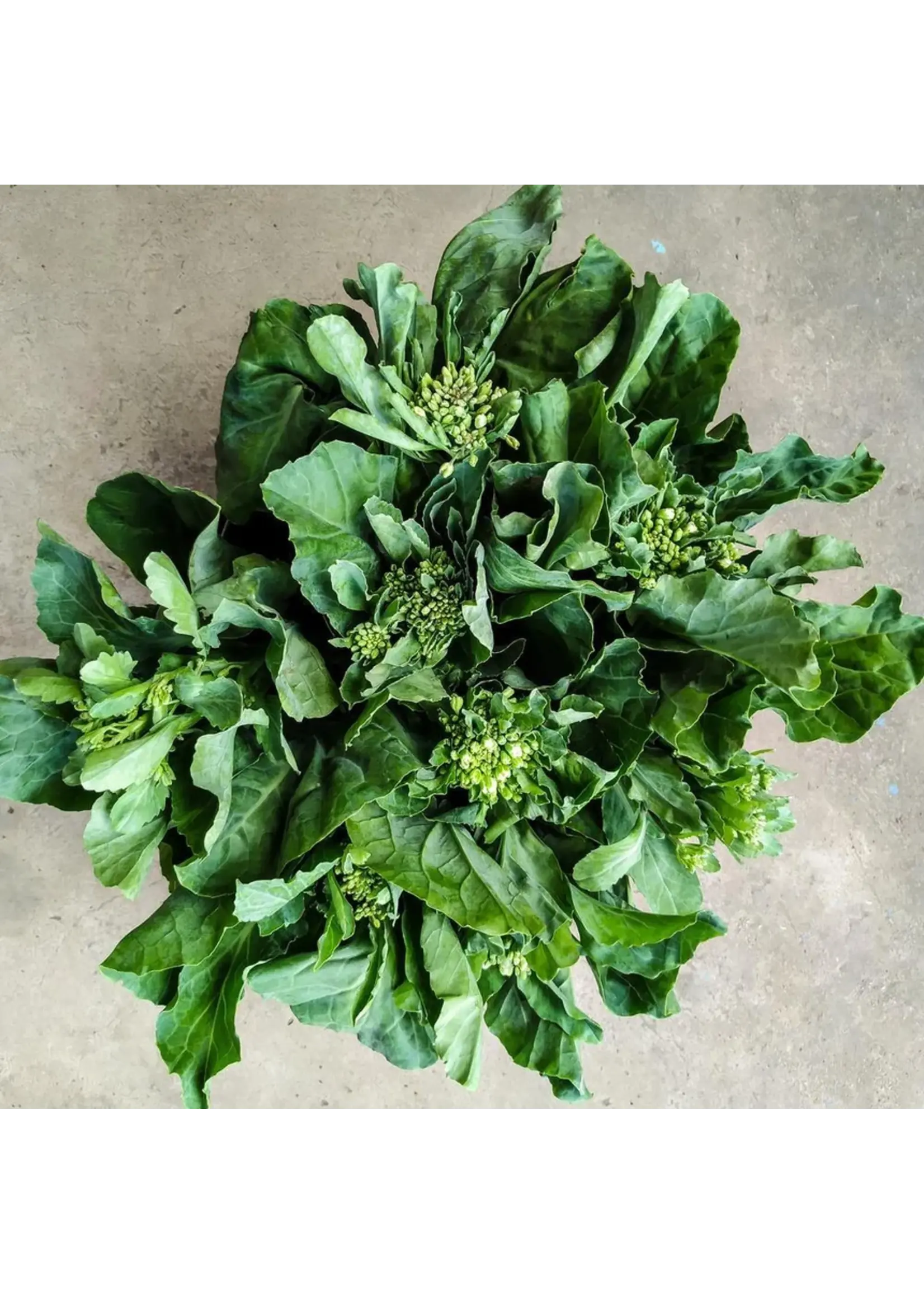 Botanical Interests Broccoli Chinese Kailaan
