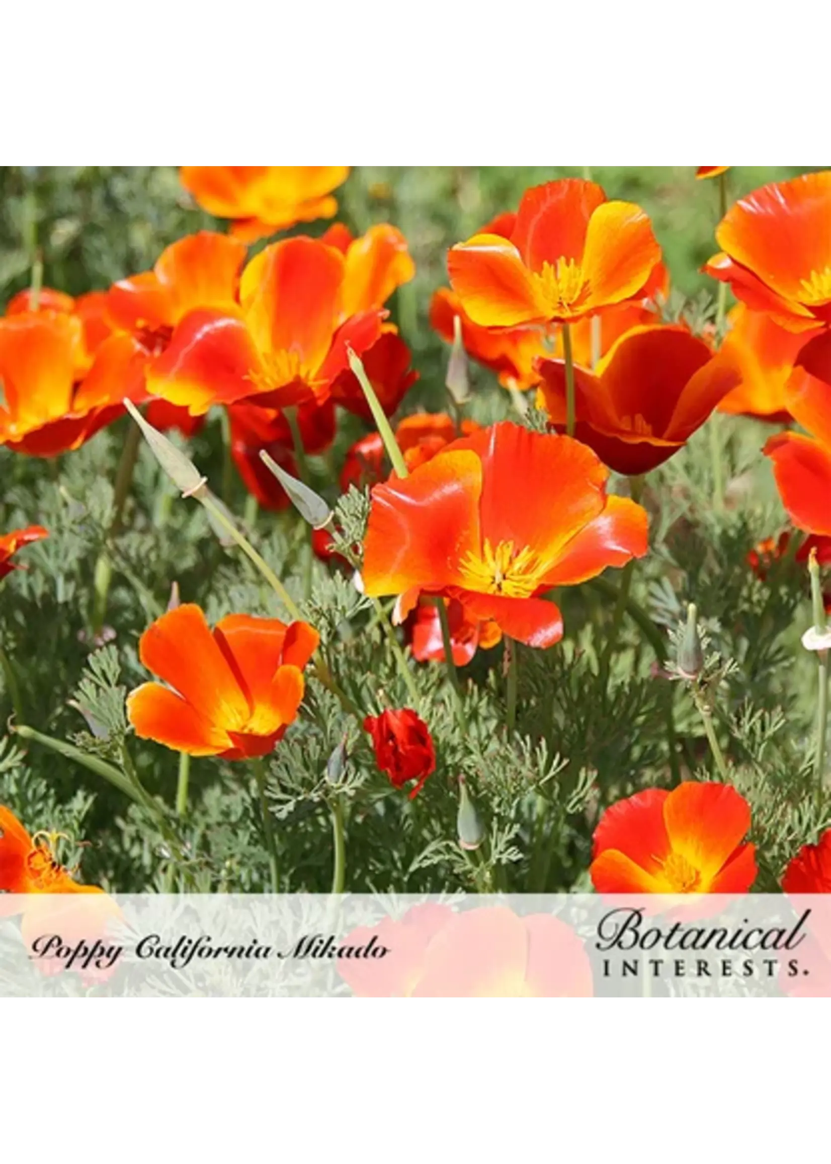Botanical Interests Poppy California Mikado