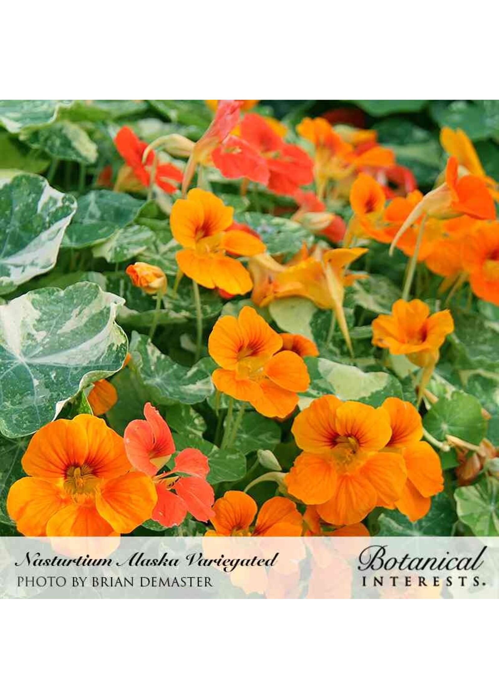 Botanical Interests Nasturtium Alaska Variegated