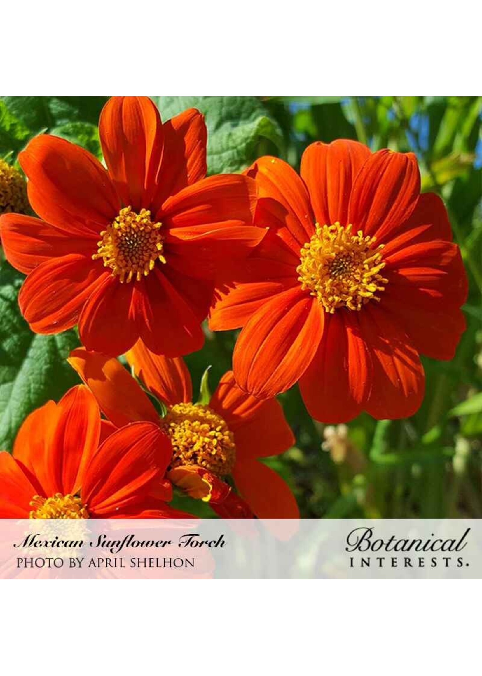 Botanical Interests Sunflower Mexican Torch Organic
